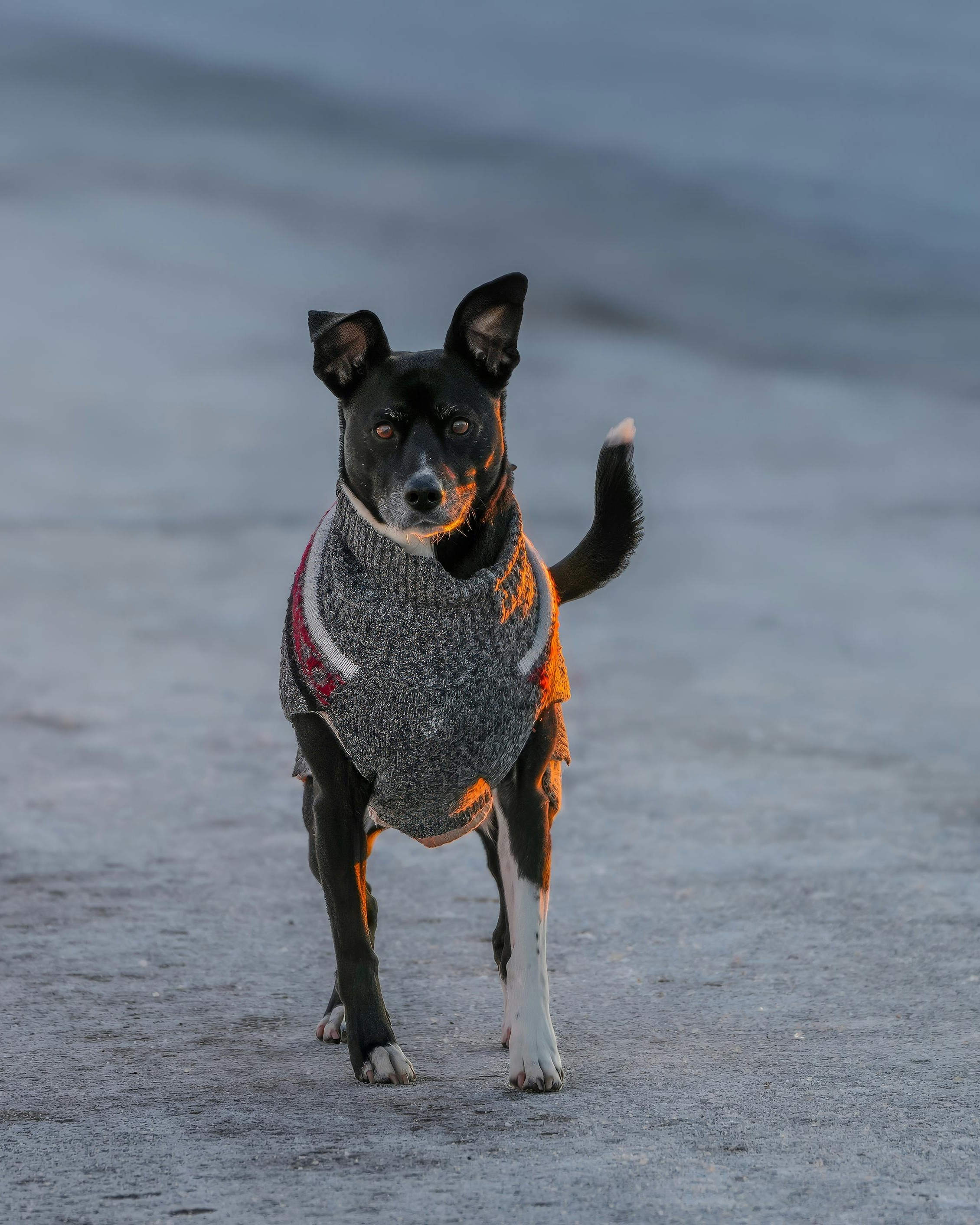 Black Dog Wearing Gray Knit Sweater