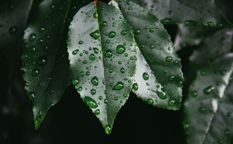 Green Leaves with Water Droplets