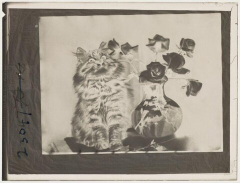 Vintage Cat and Roses Still Life