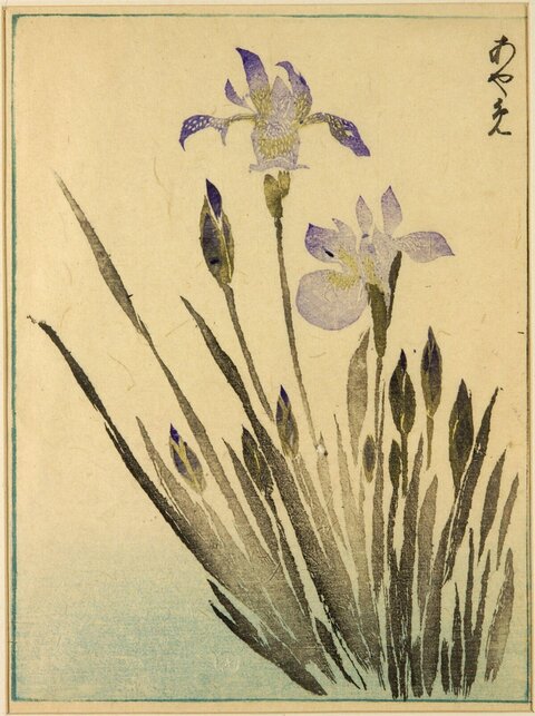 Japanese Iris Woodblock Print