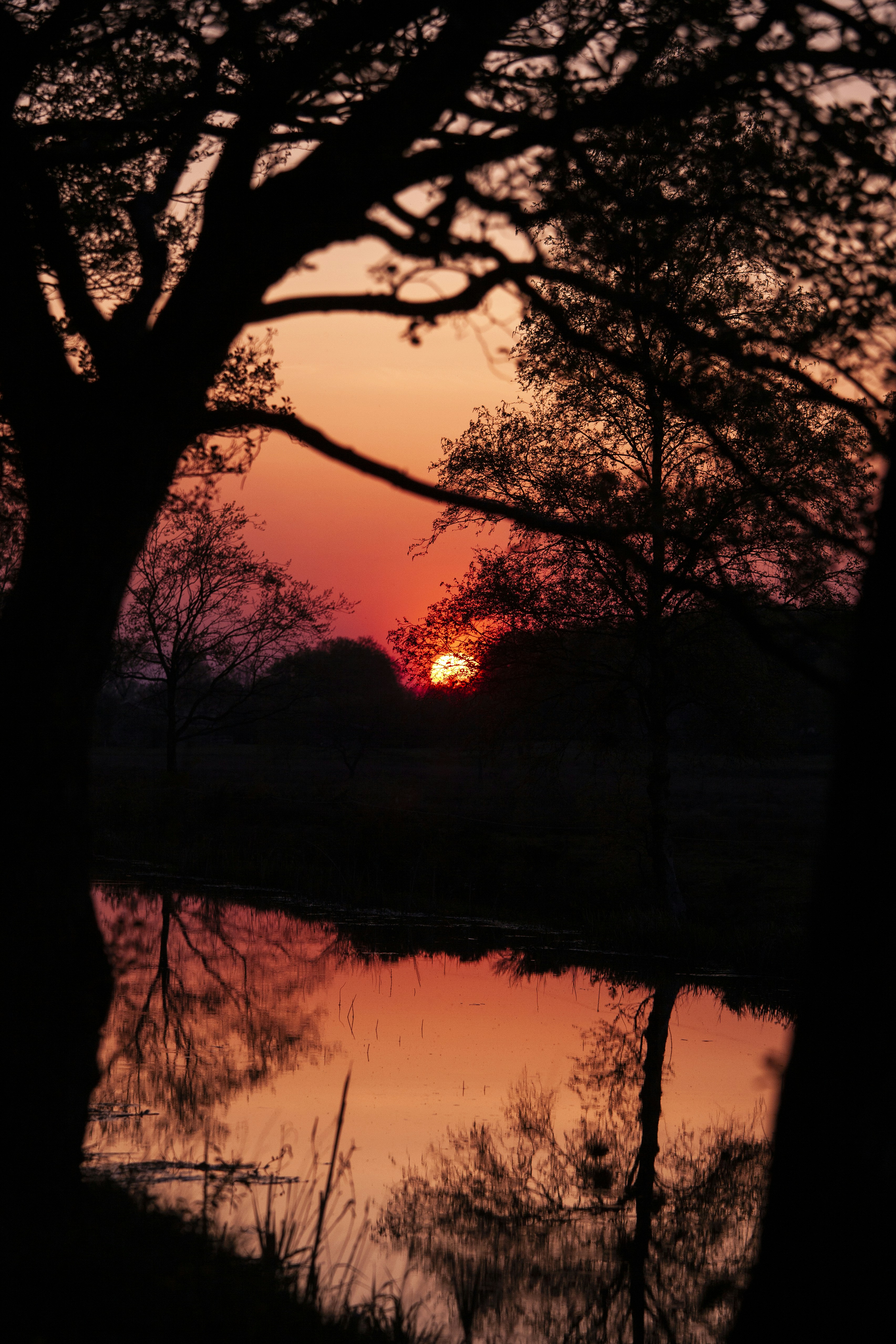 Sunset Reflected in Water Through Trees