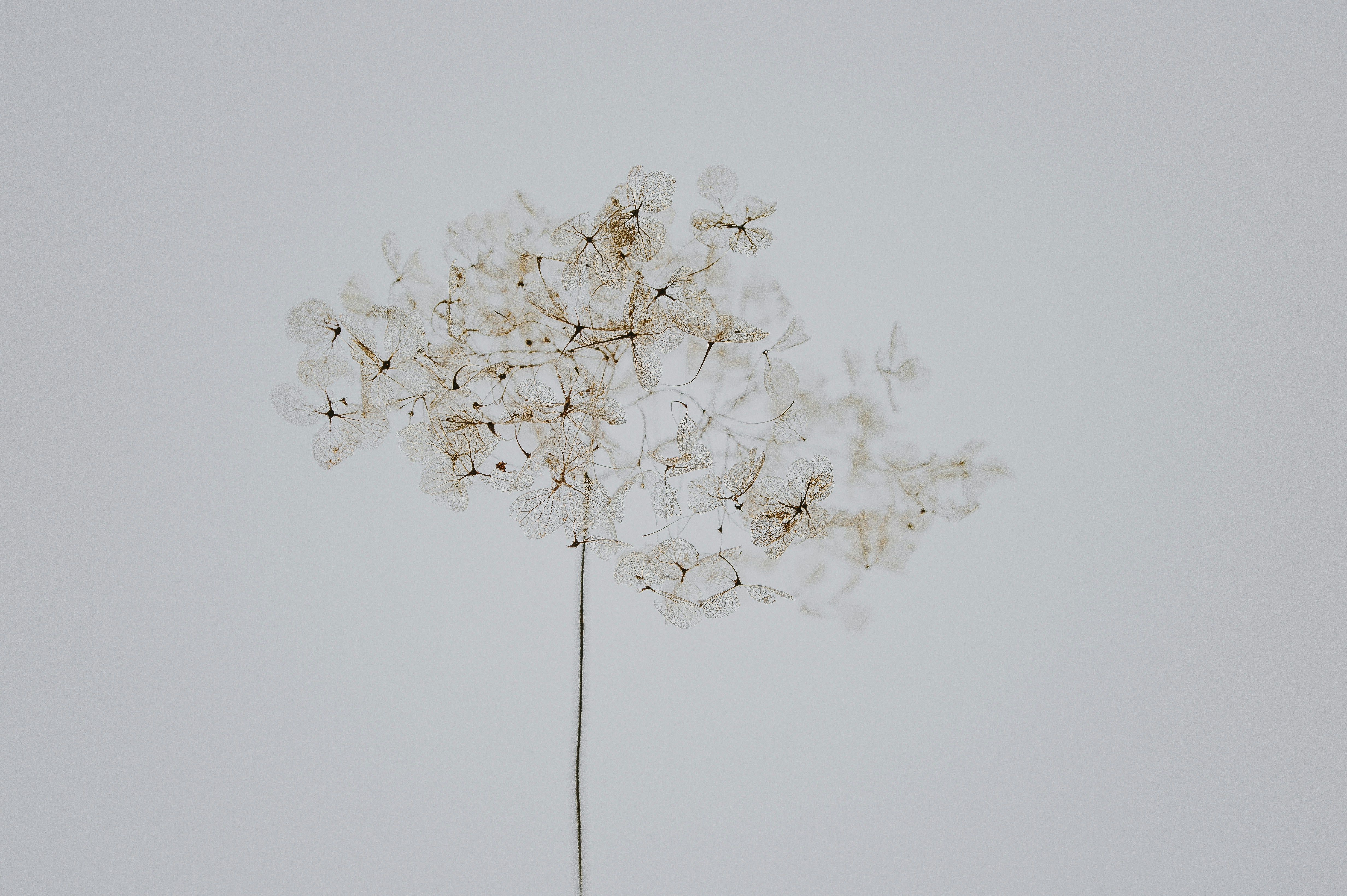 Dried Hydrangea Skeleton on Gray Background