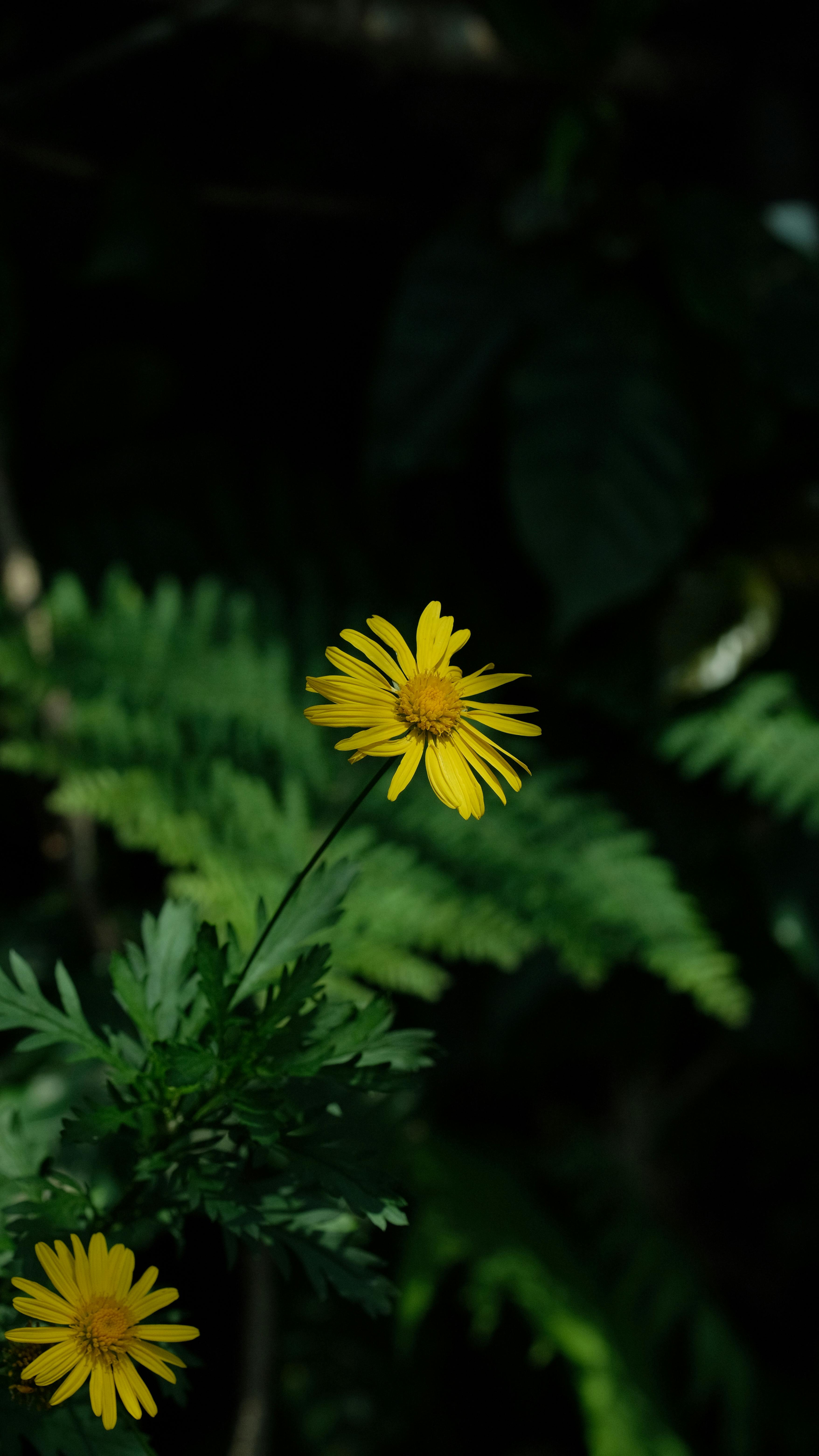 Two Yellow Daisy Flowers