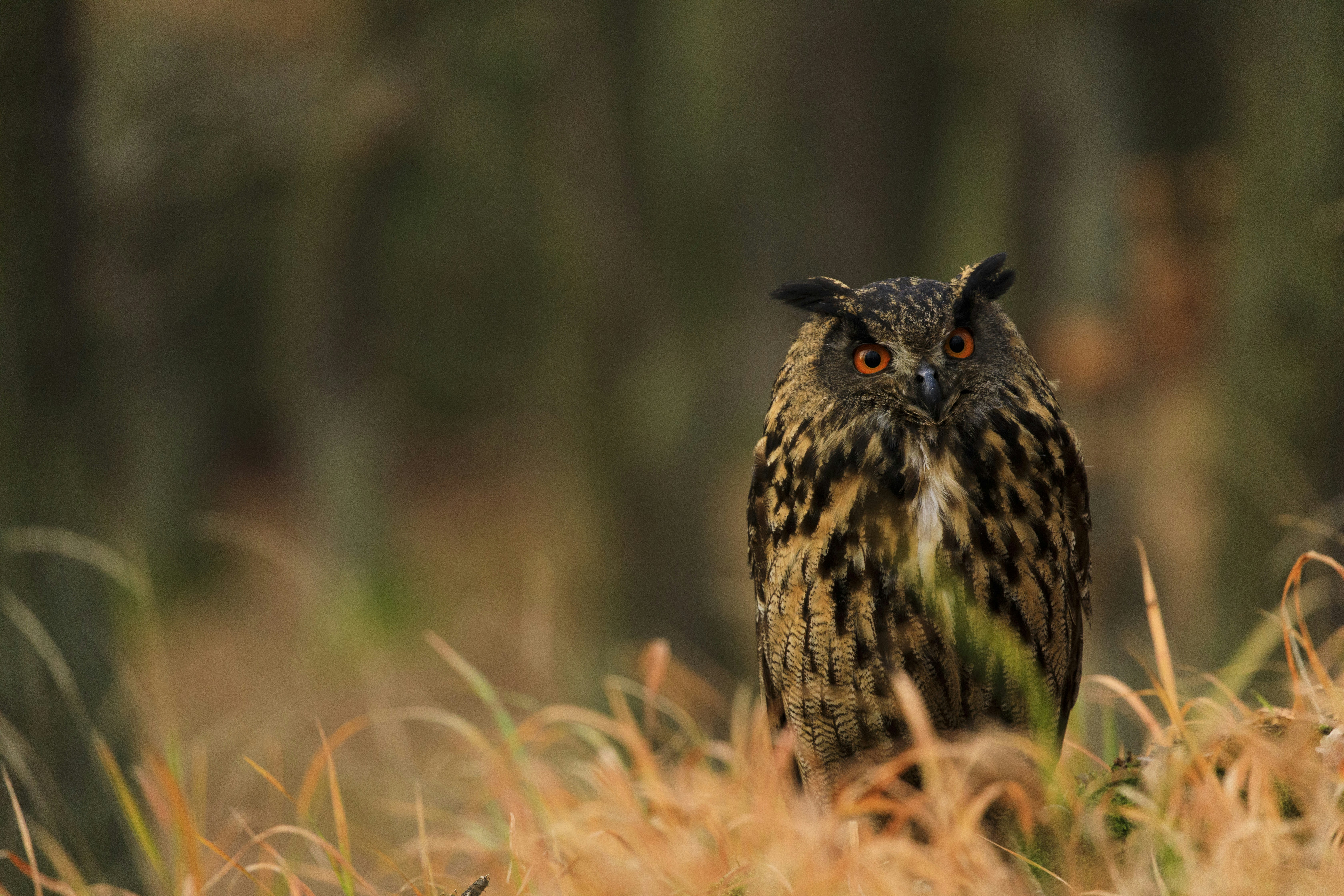 Eurasian Eagle-Owl in Forest