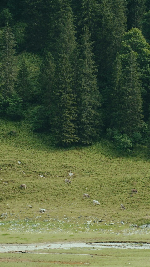 Cows Grazing on Mountain Meadow