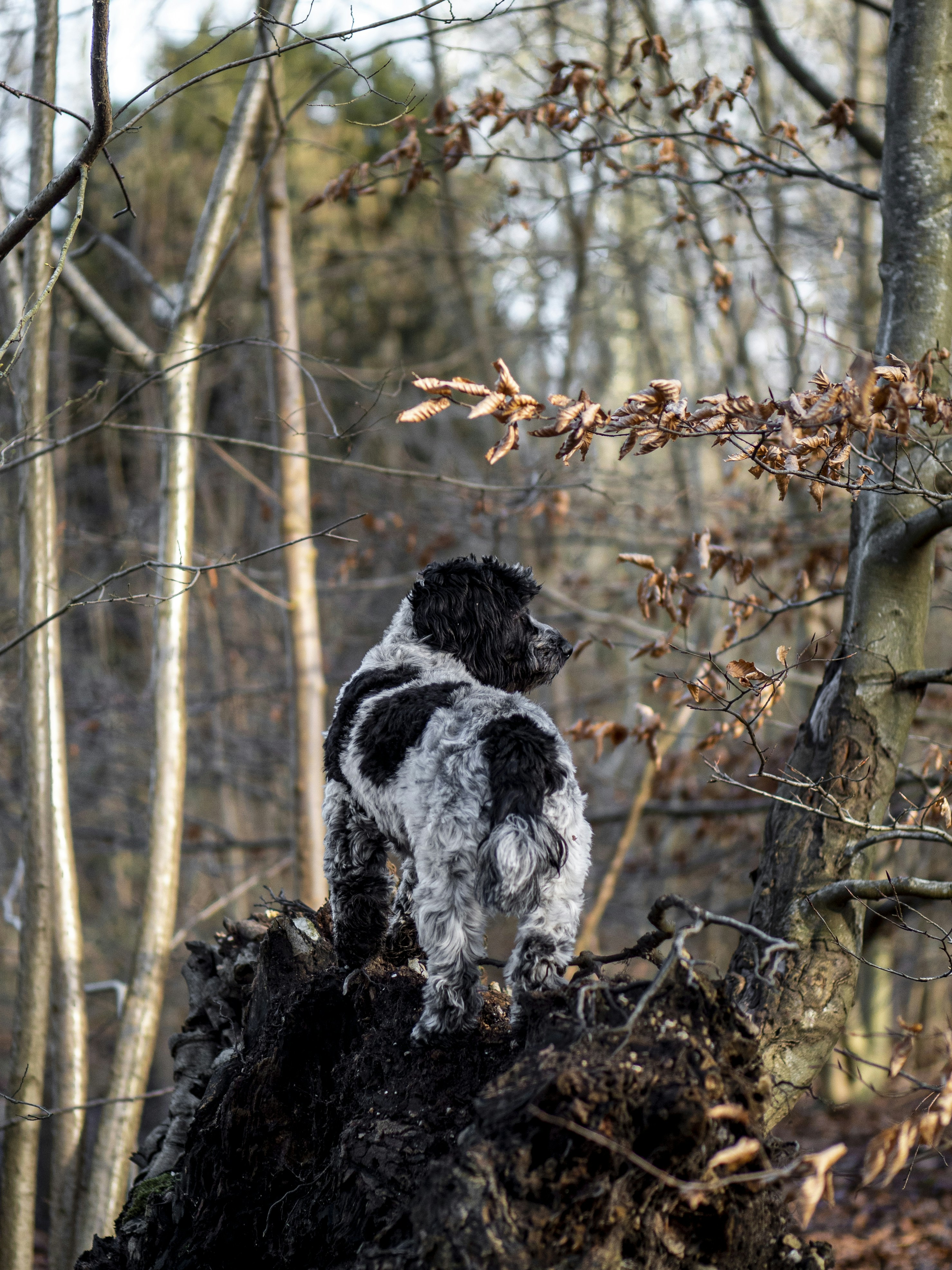 Black and White Dog on Forest Tree Stump