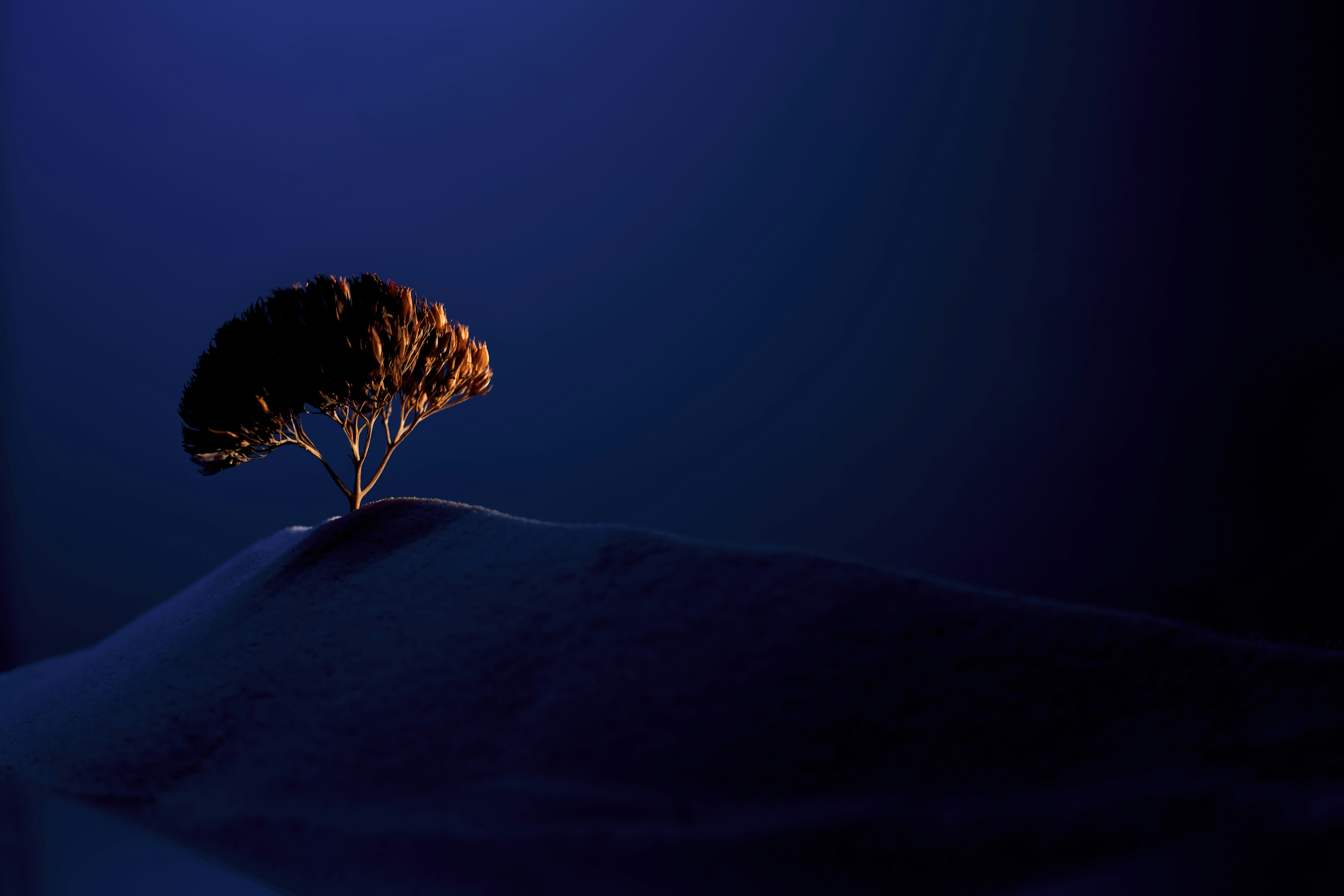 Lonely Tree-shaped Dried Plant at Night