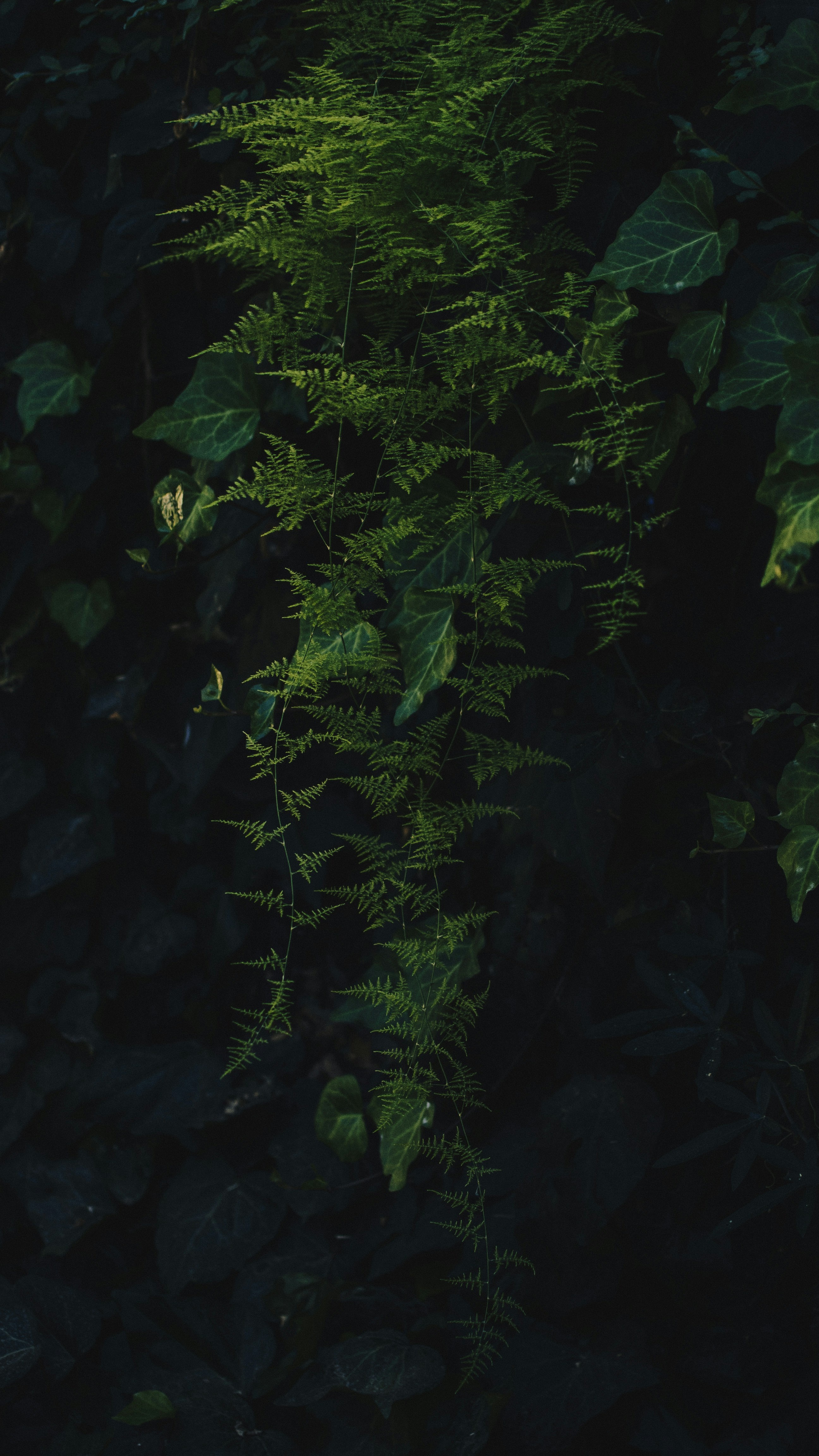 Forest & Flora