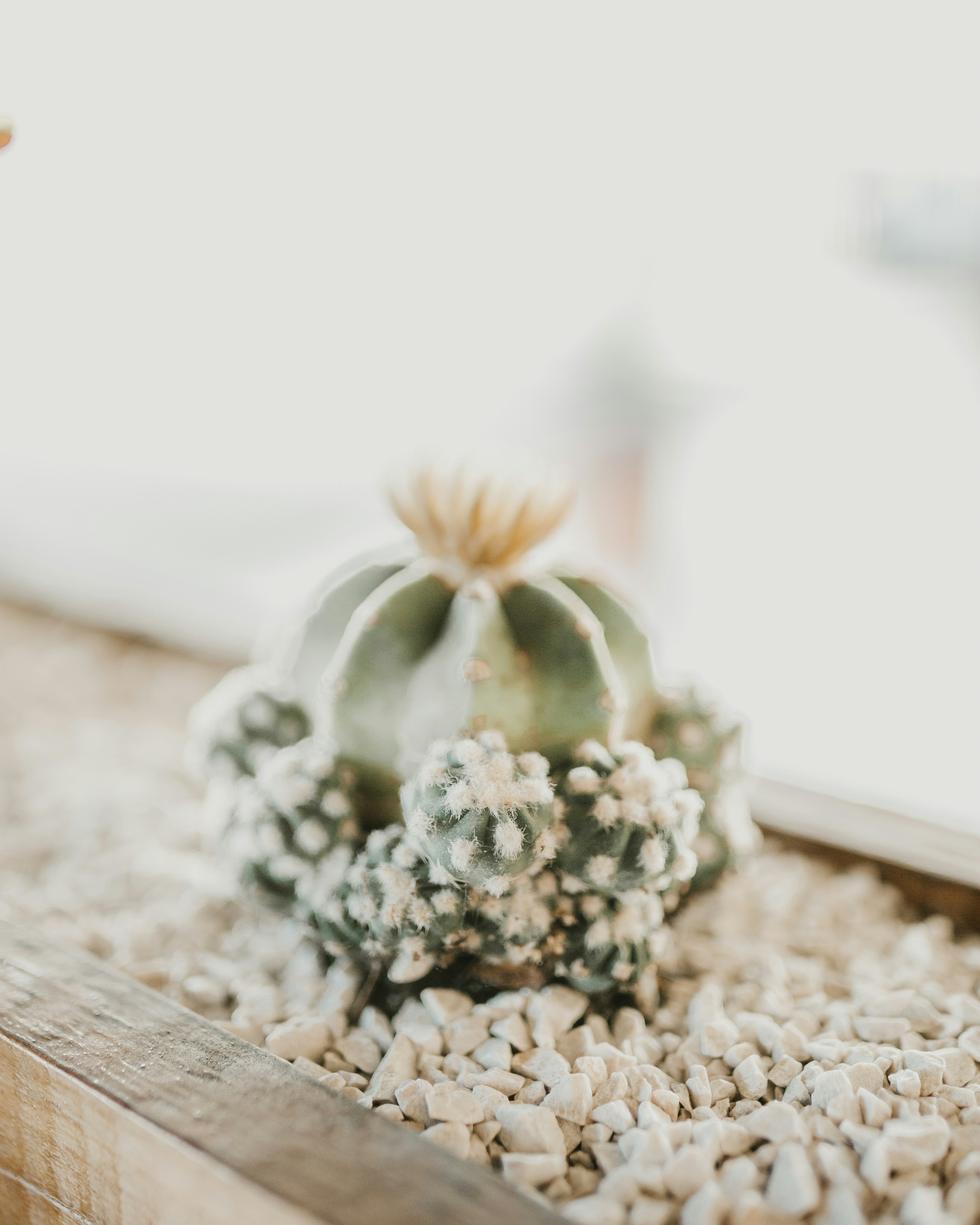 Clustered Potted Cactus on Gravel