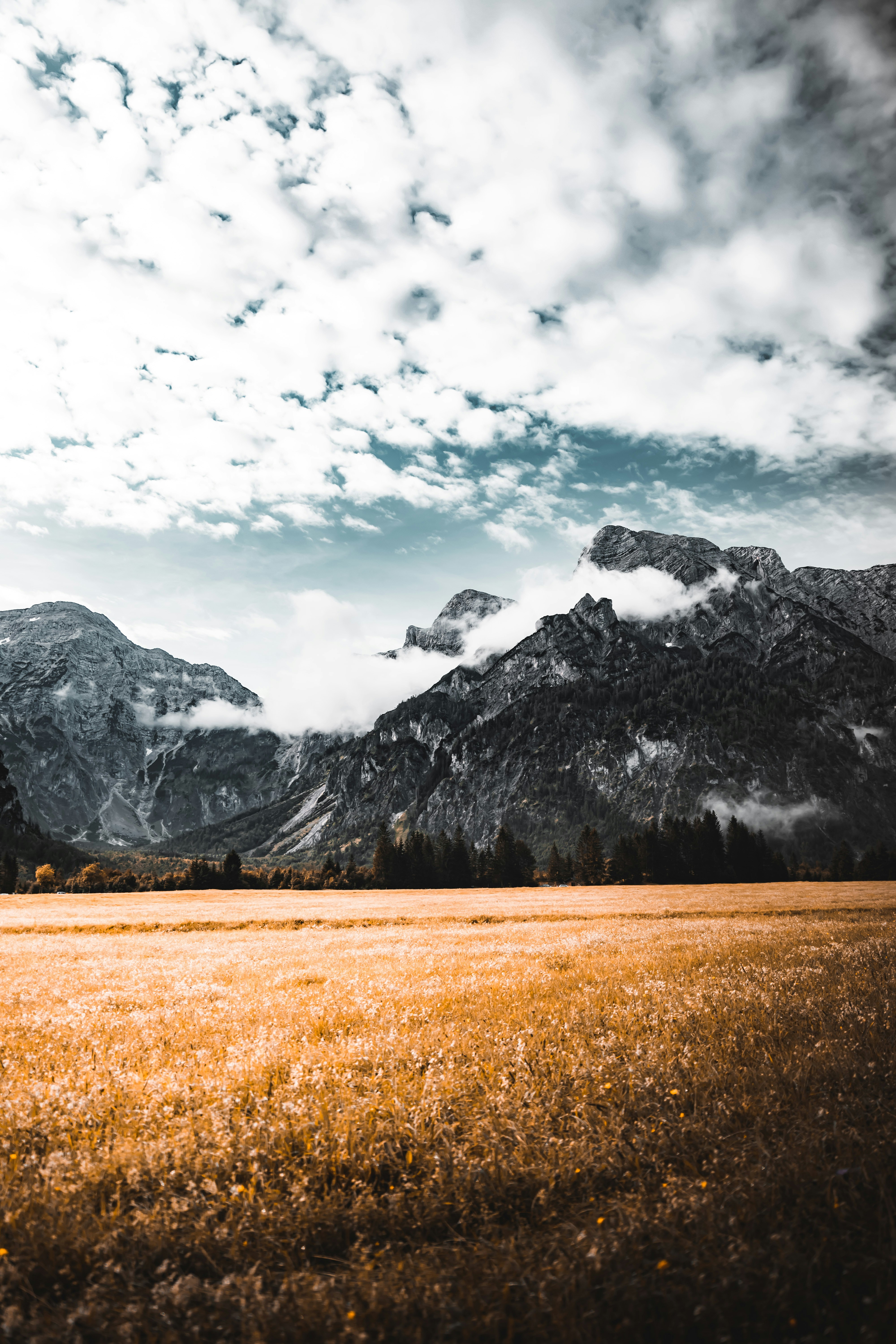 Golden Meadow And Cloudy Mountains