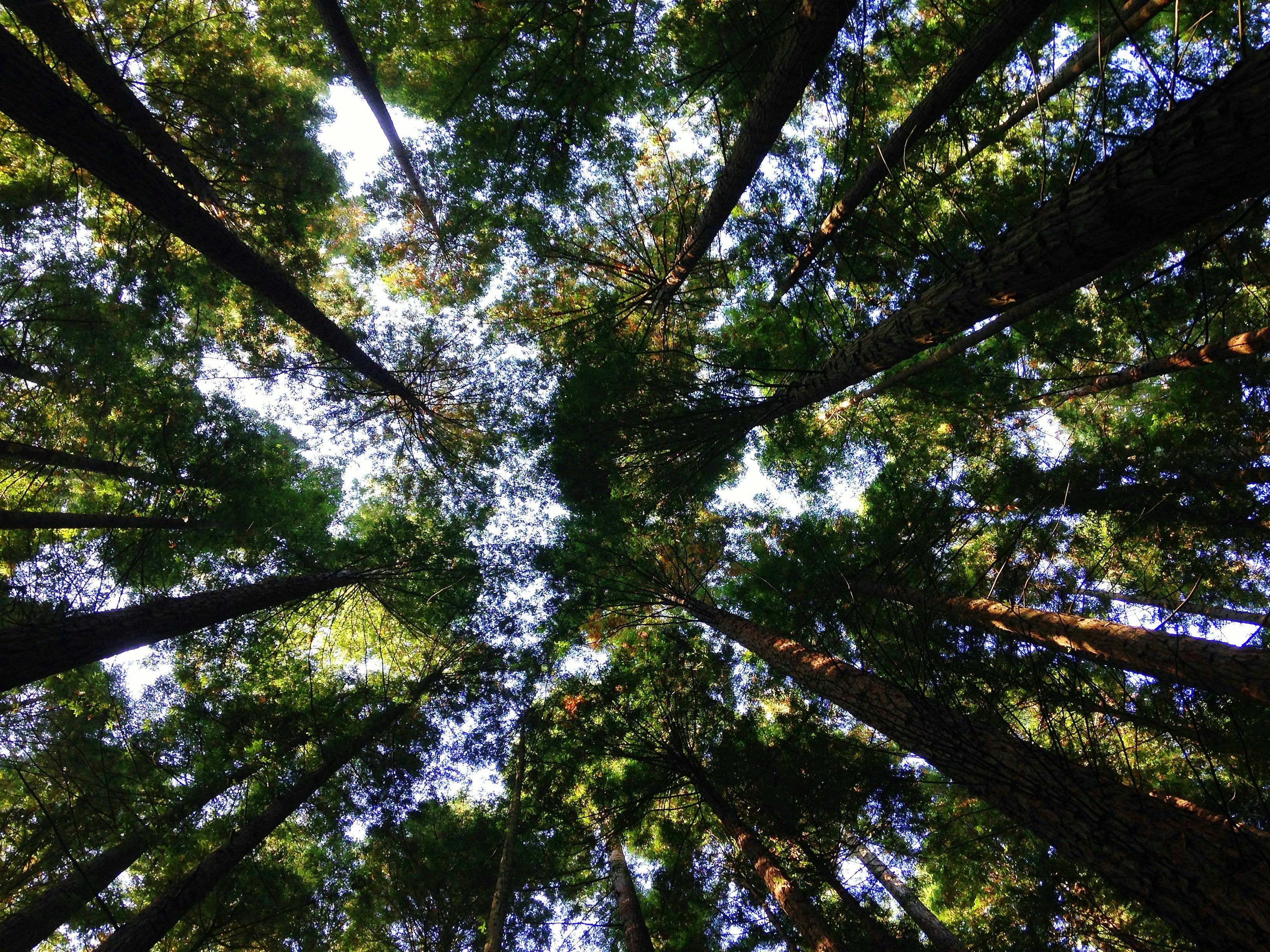 Upward View of Forest Trees