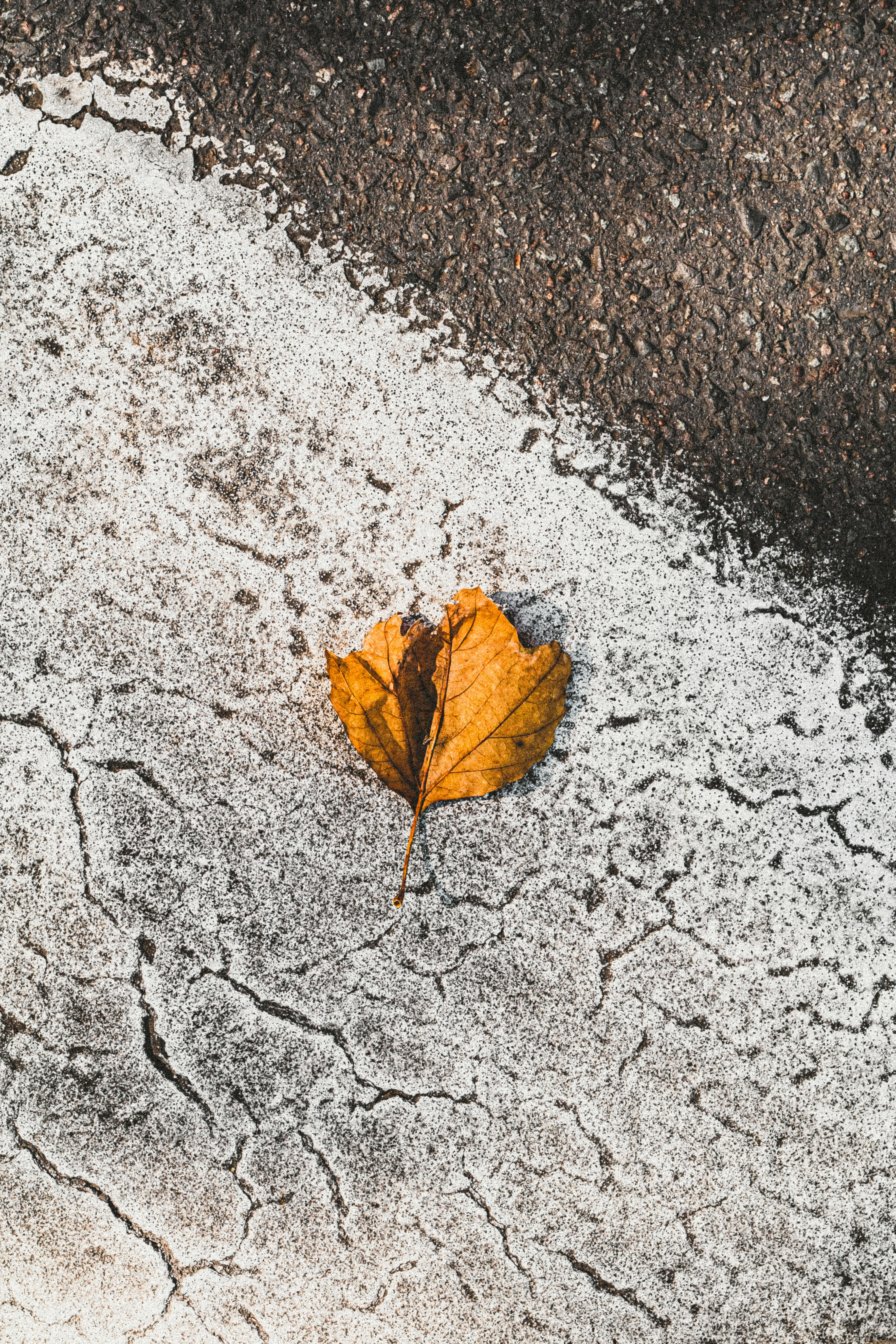 Fallen Yellow Leaf on Cracked Pavement
