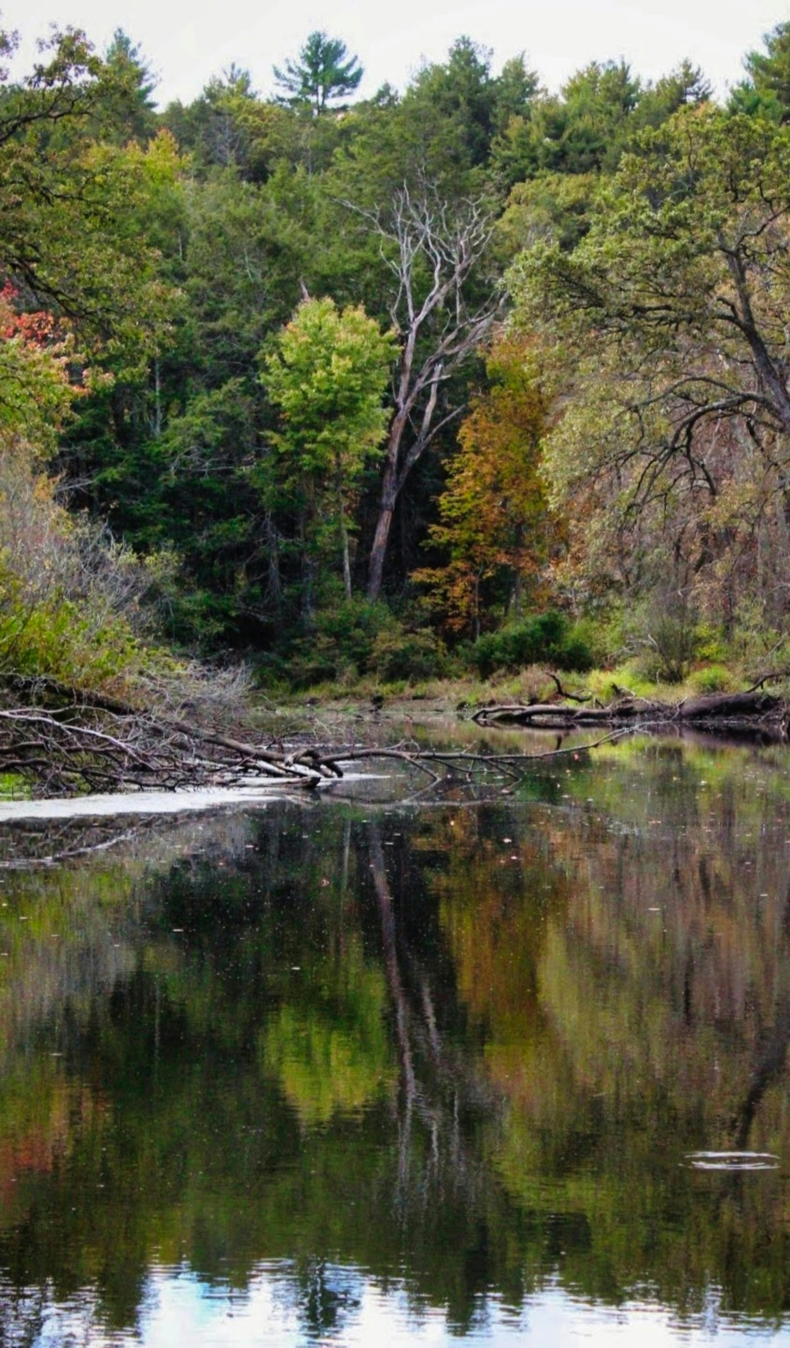 Autumn Forest River Reflection