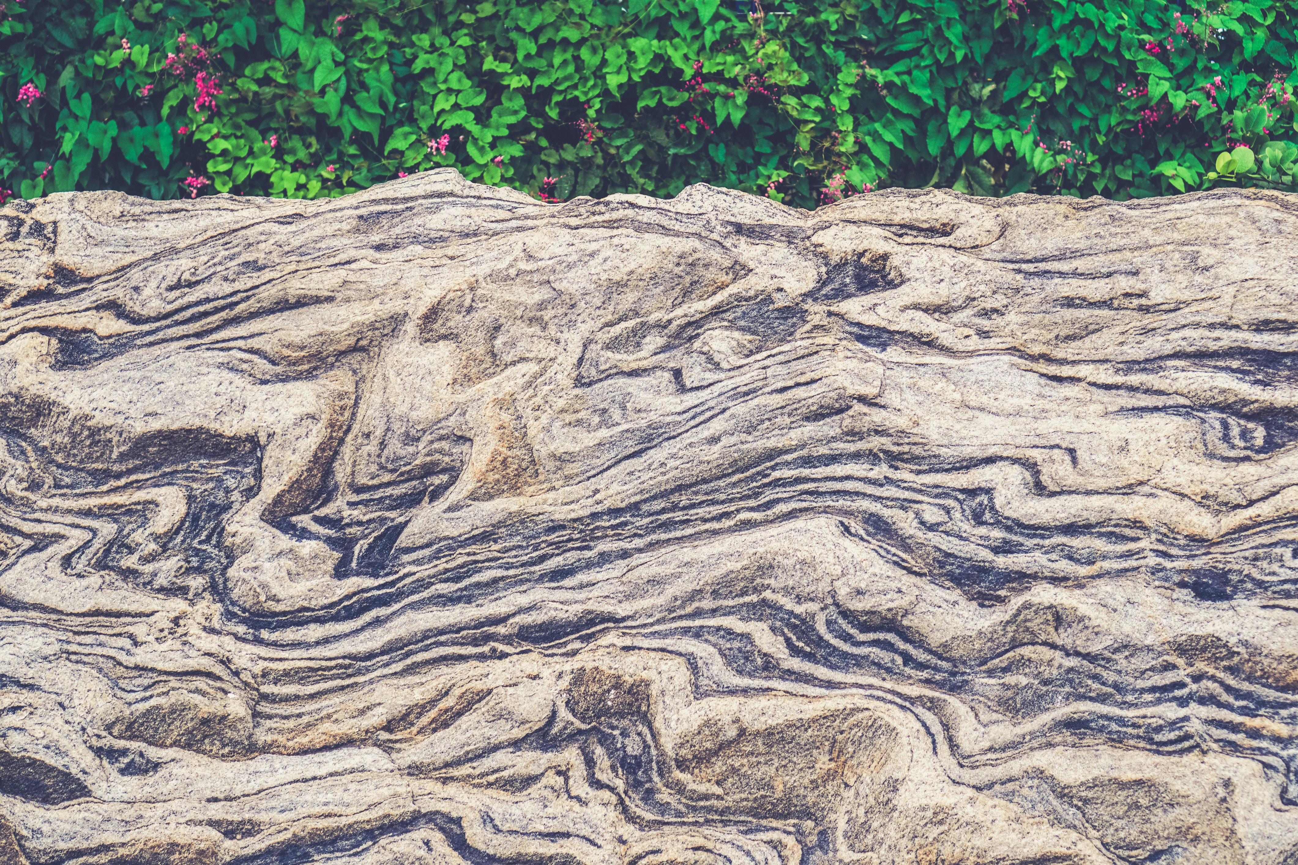 Layered Rock with Green Vines Behind