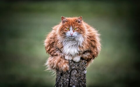 Fluffy Orange Cat On Stone Post