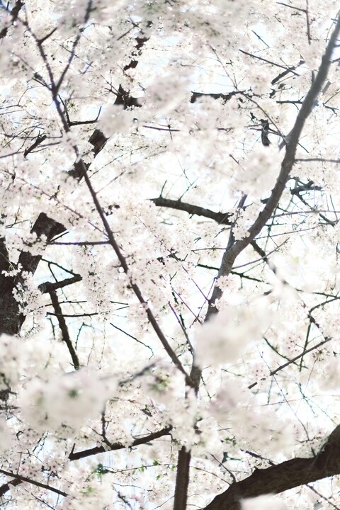 Blooming White Cherry Blossoms