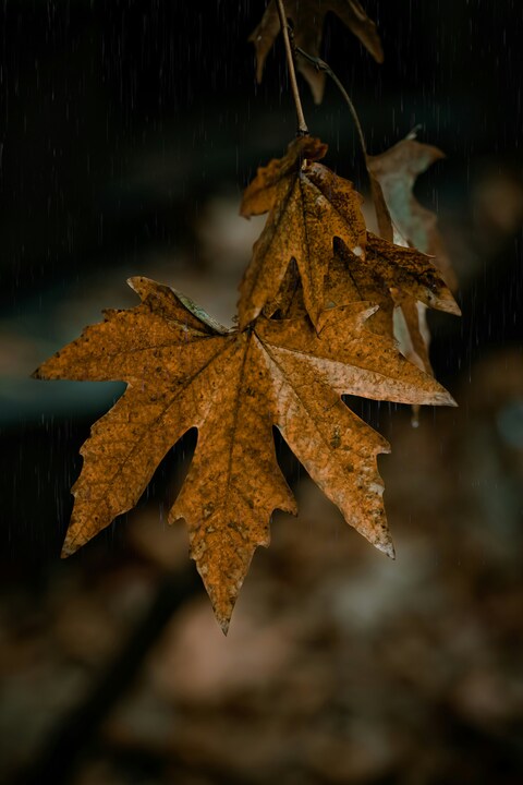 Dried Maple Leaves on Rainy Day