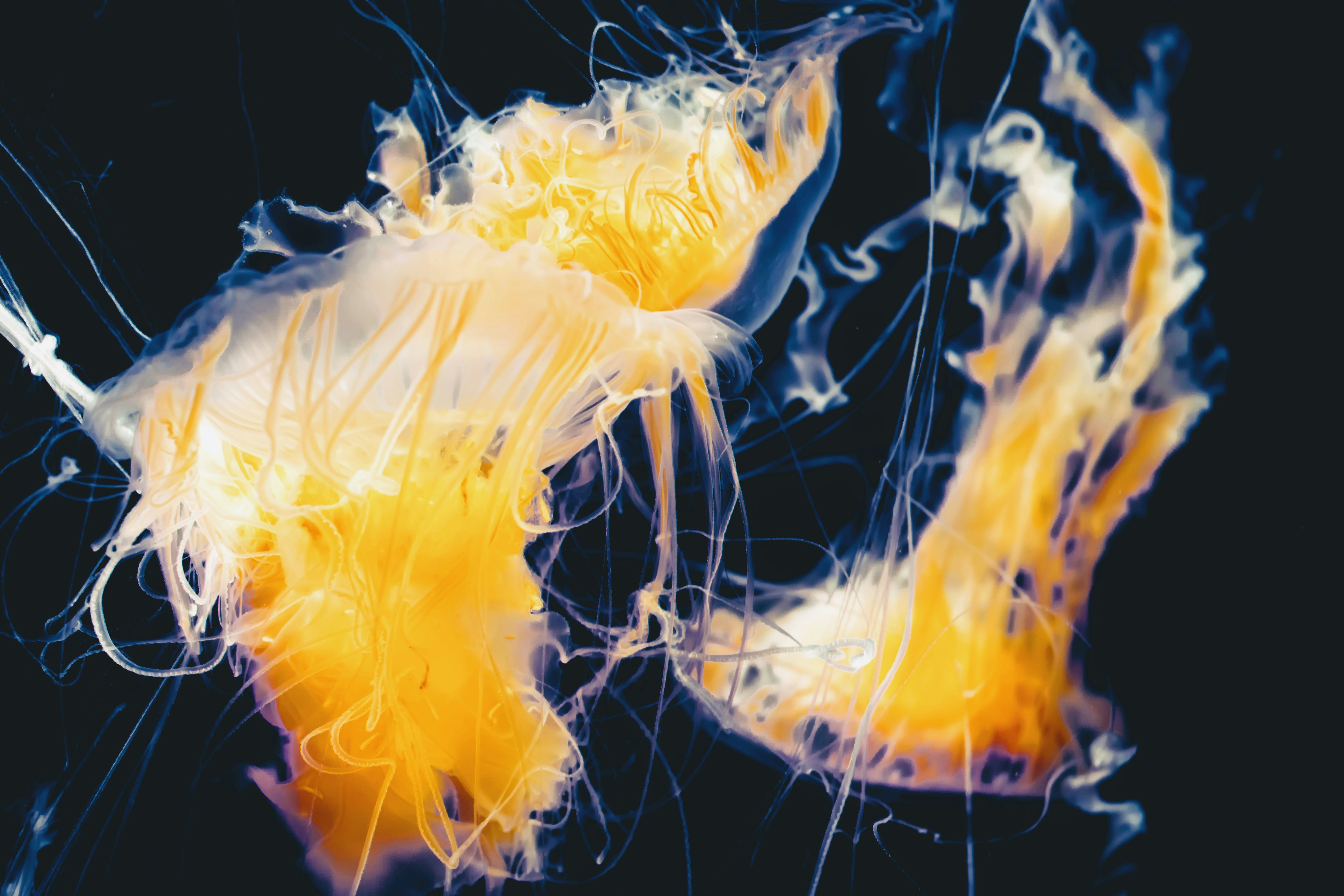 Yellow Jellyfish Close-up