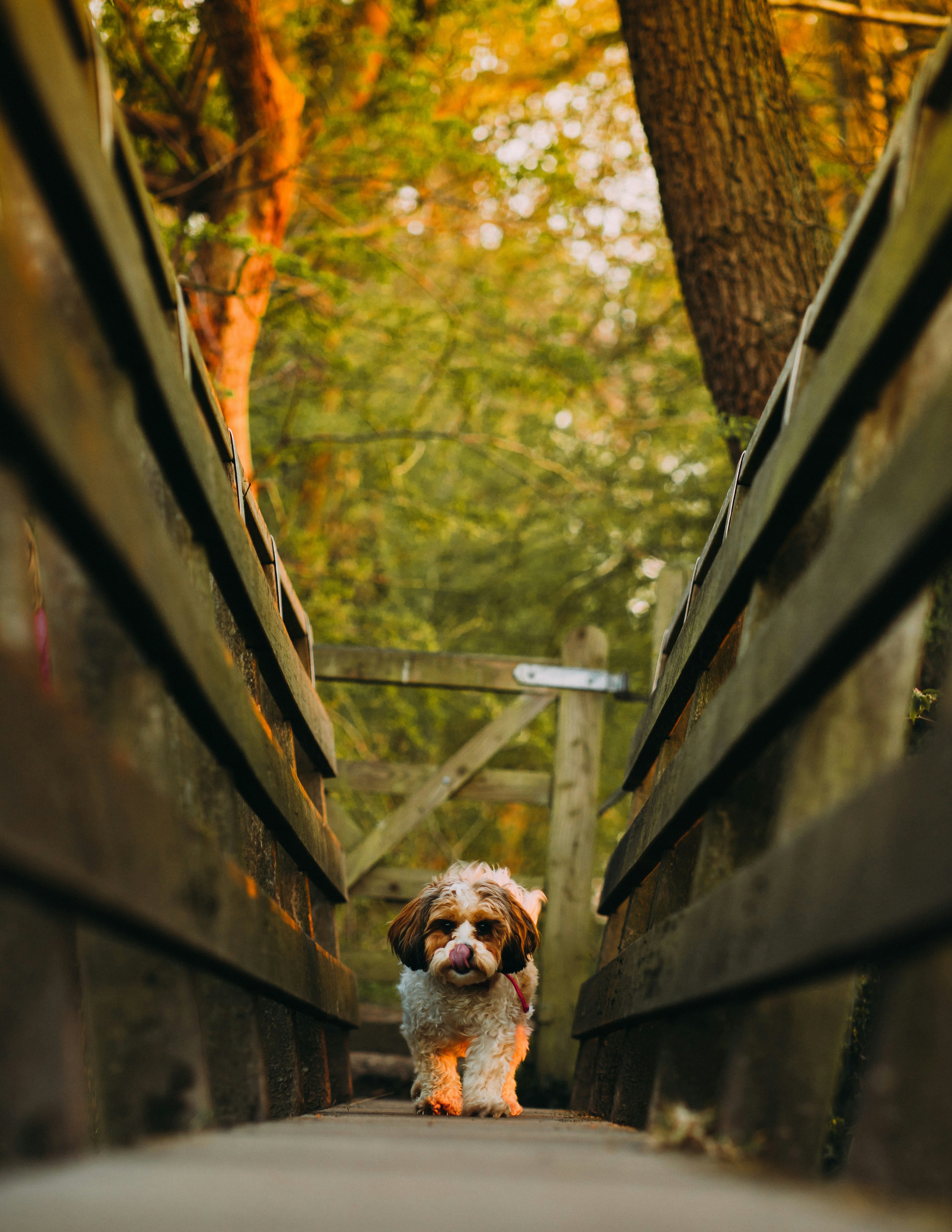 Cute Dog Walking on Wooden Bridge