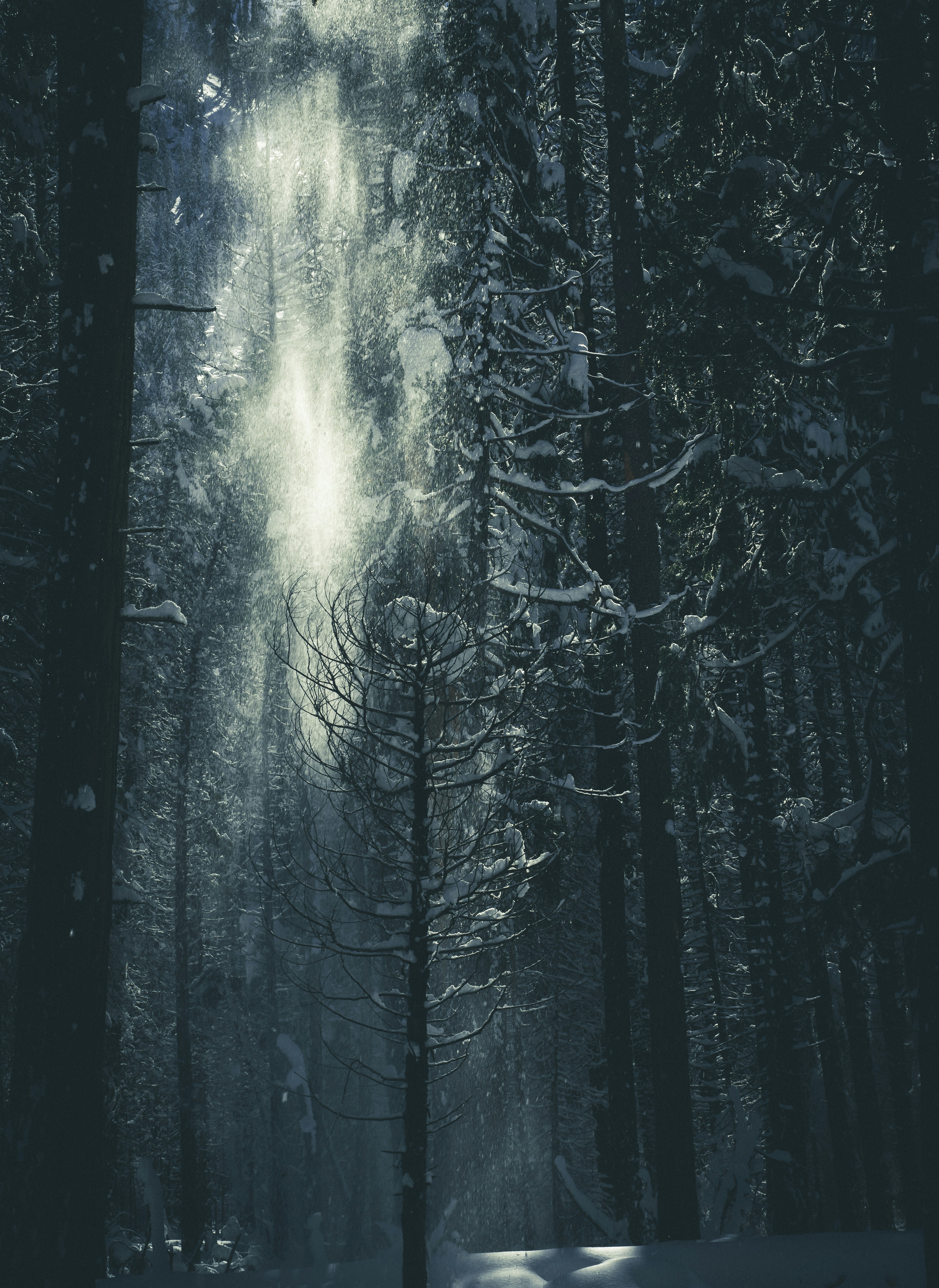 Sunbeams Through Snowy Forest
