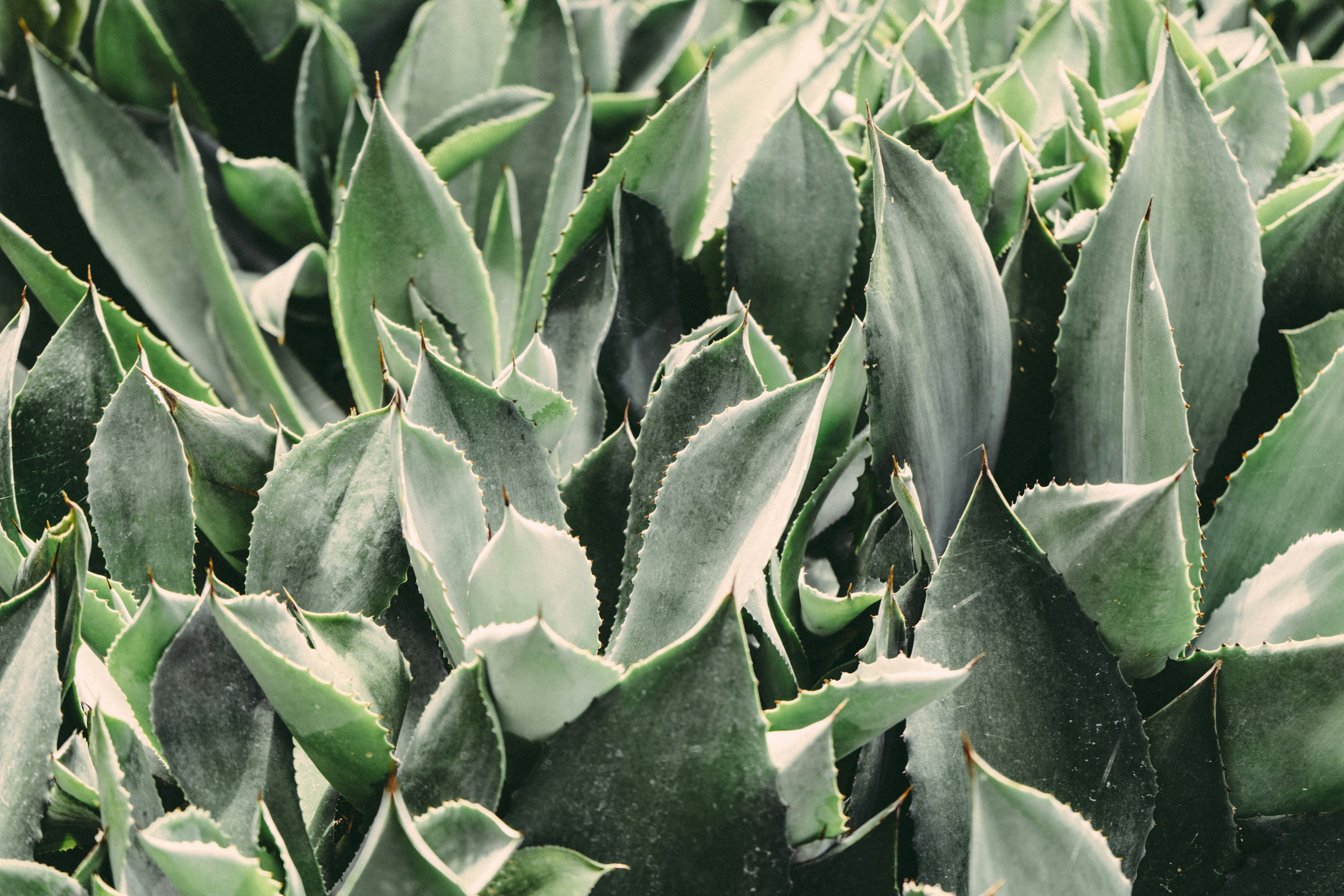 Close-up of Dense Agave Plants