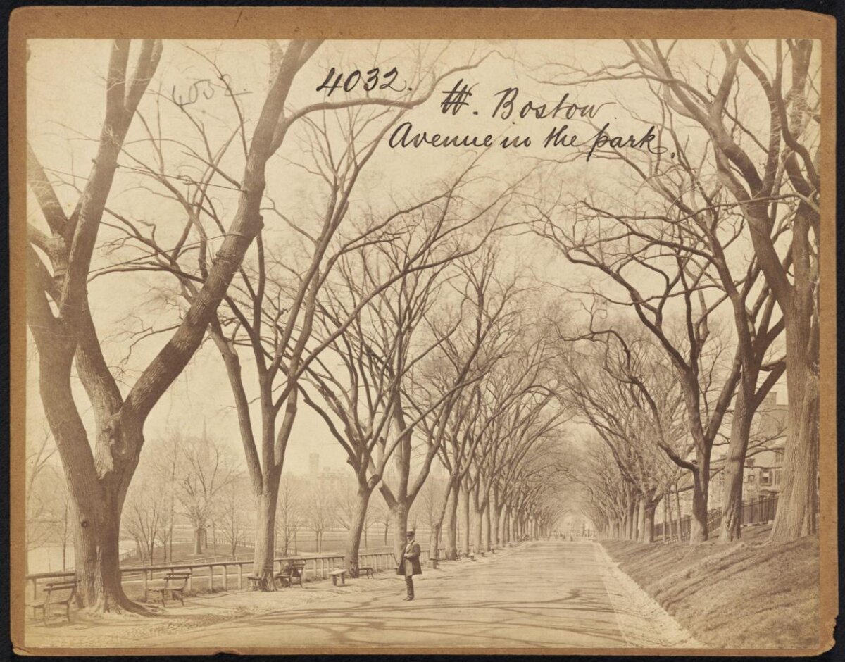 Tree-lined Avenue in Boston Park