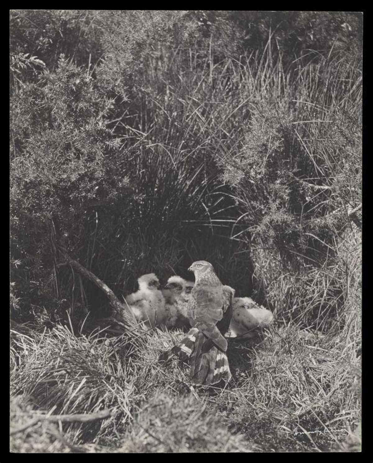 Adult Hawk and Chicks at Nest