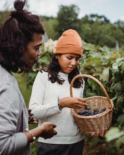 Picking Grapes in a Vineyard