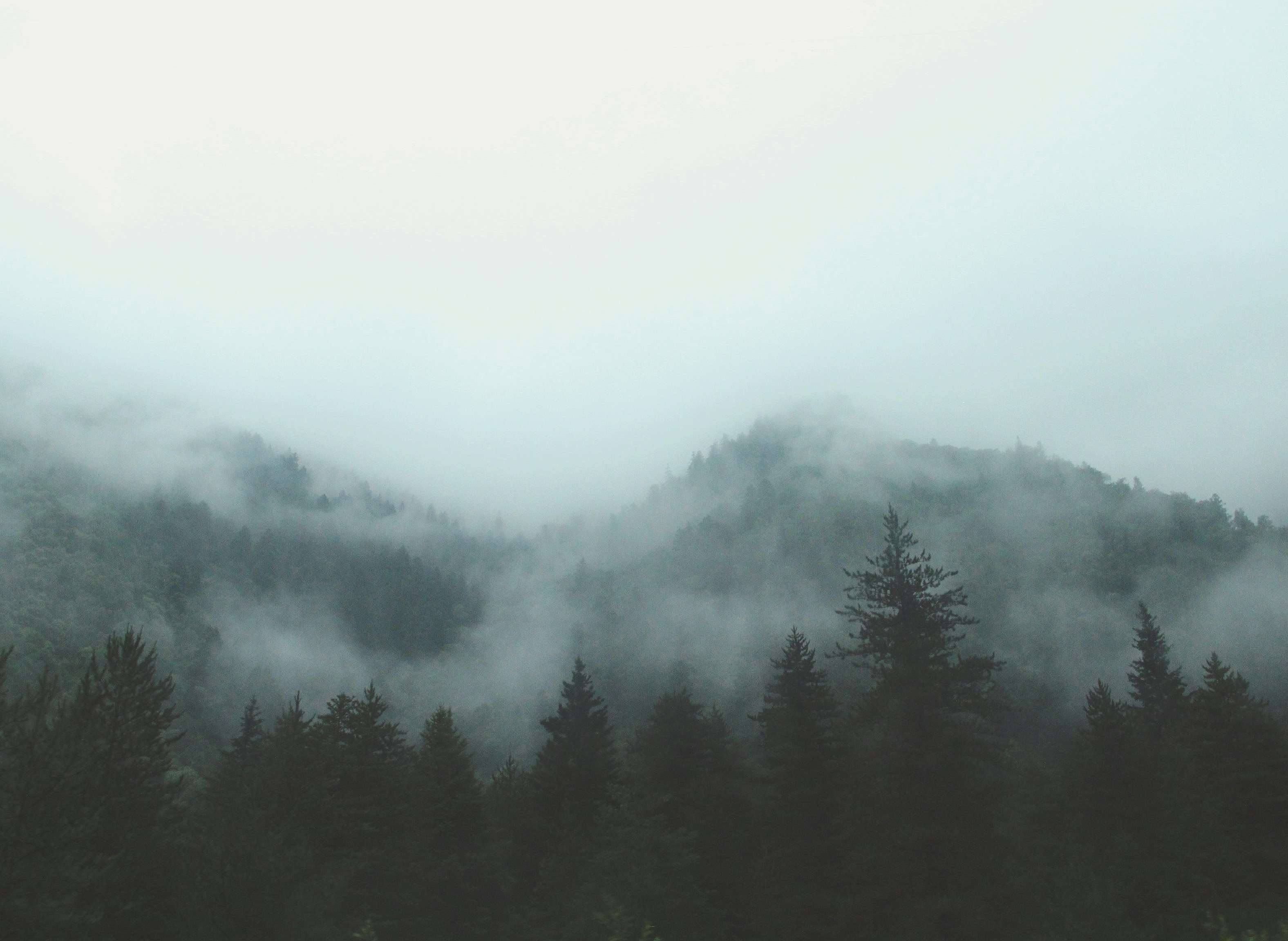 Misty Mountain Forest