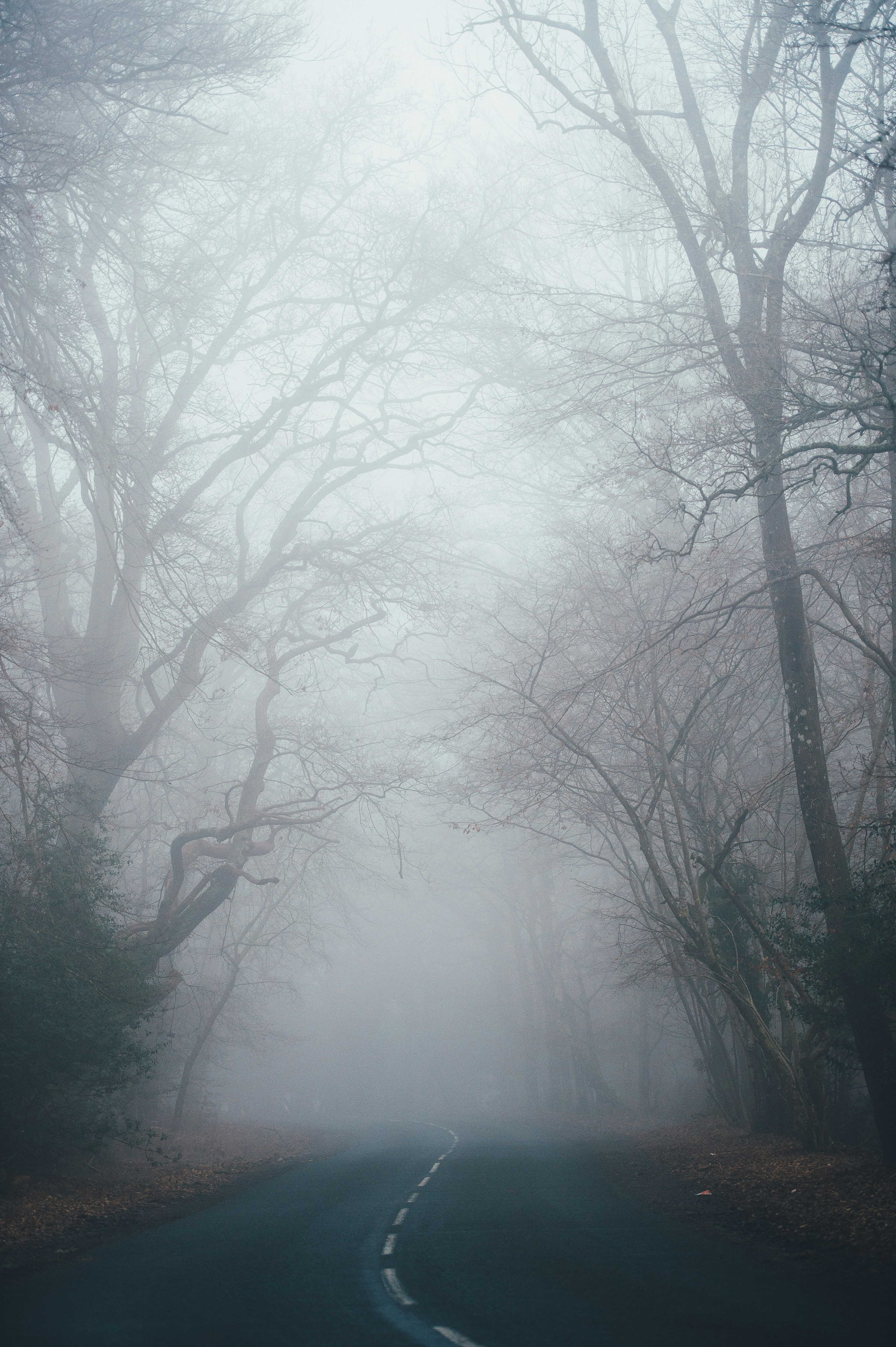 Foggy Winding Forest Road