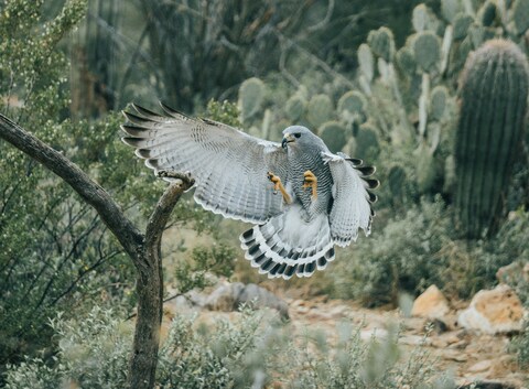 Gray Hawk Landing on Desert Branch