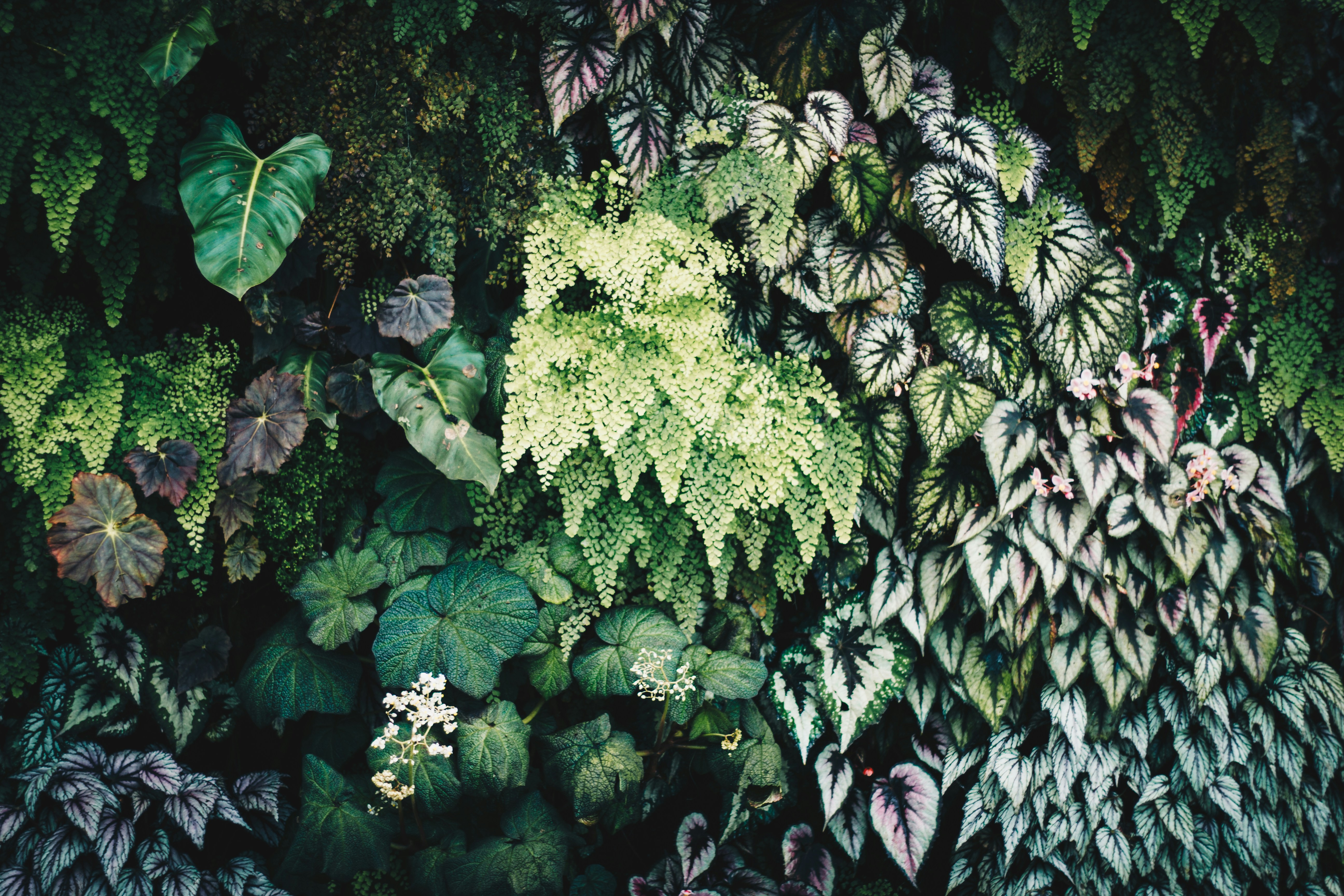 Dense Mixed Tropical Foliage Wall