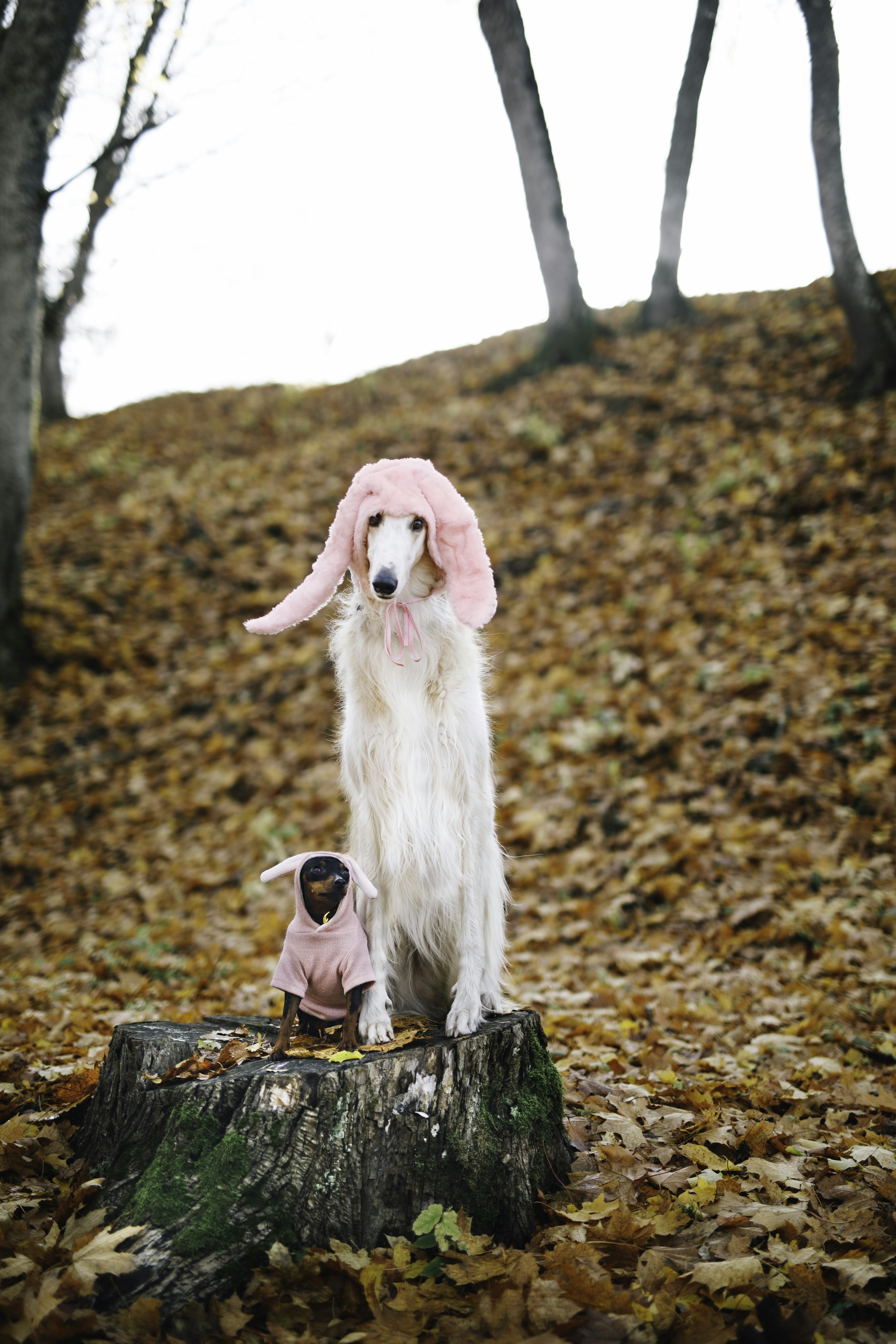 Two Costumed Dogs in Autumn Forest