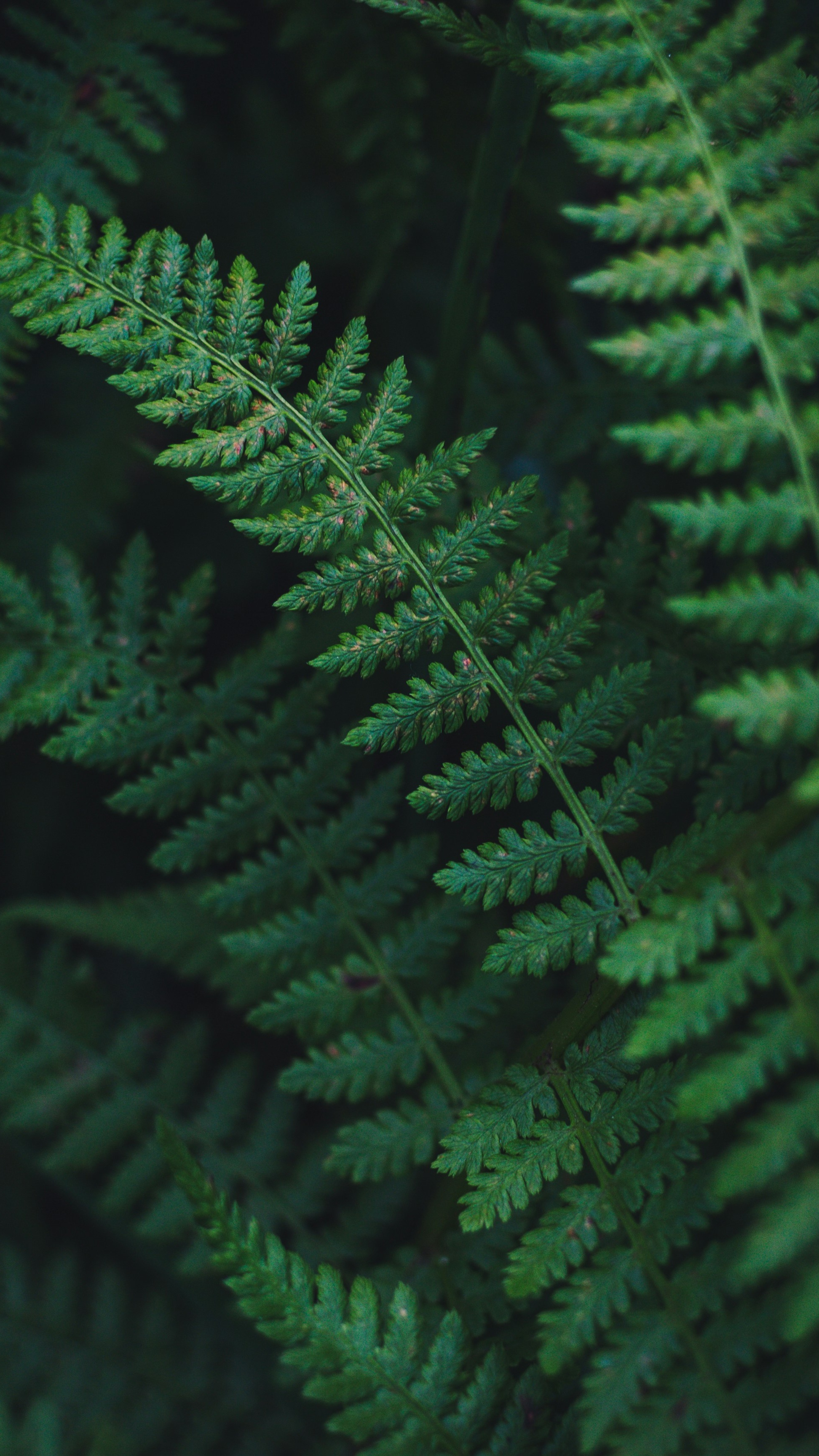 Wallpapers