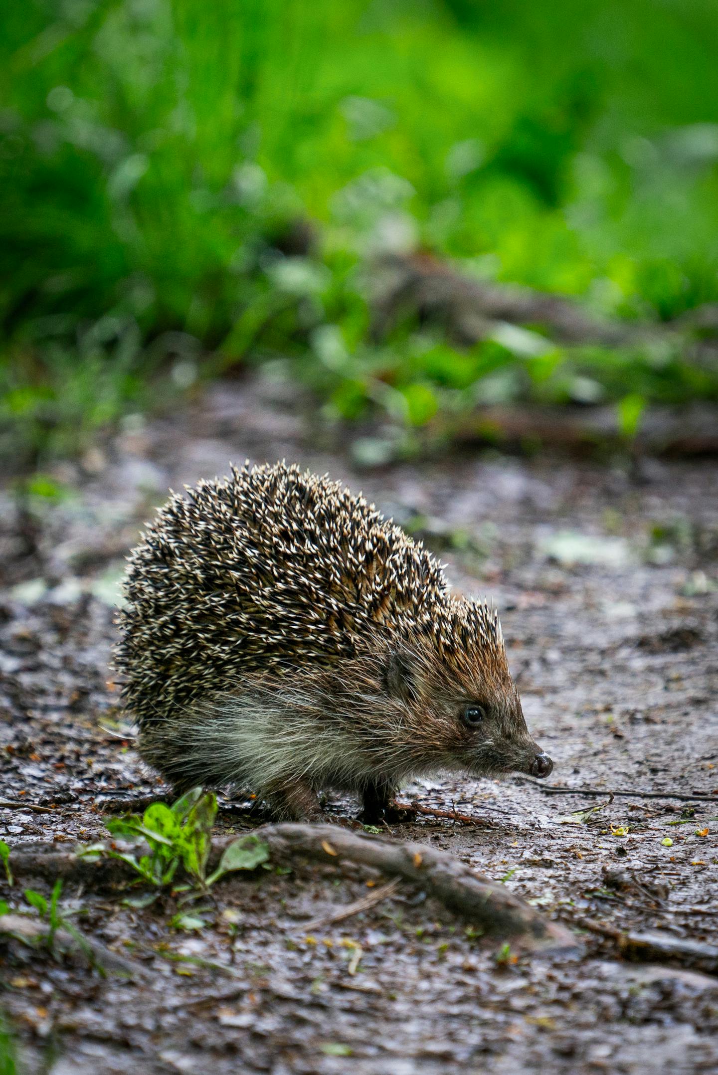 Wild Hedgehog on Dirt Path