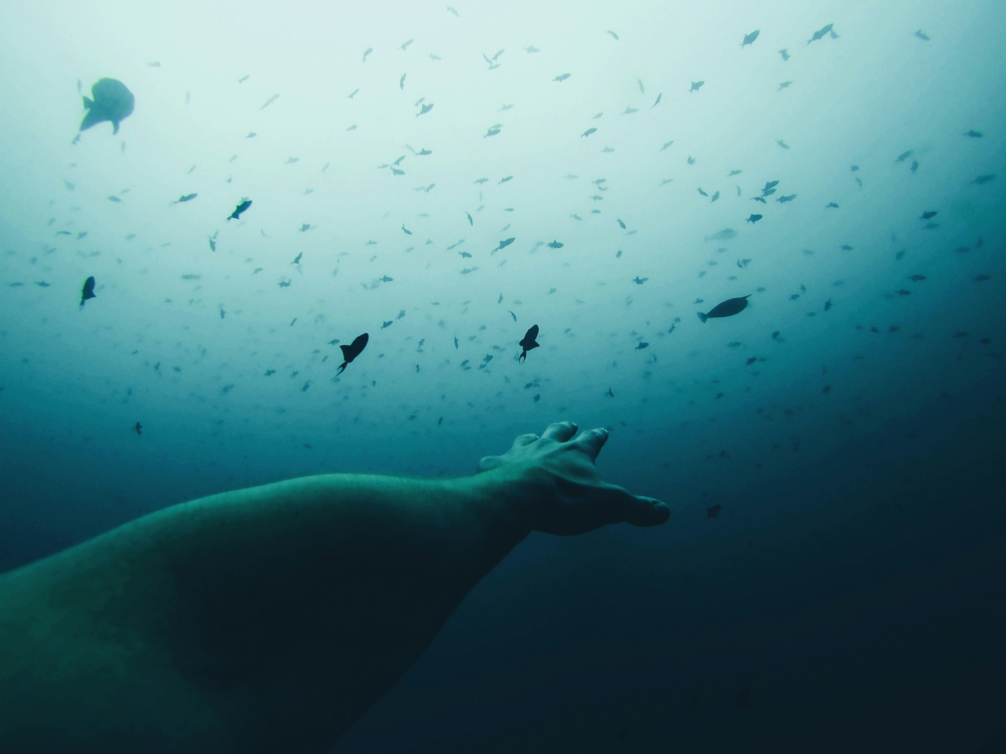 Underwater Hand Reaching for Fish