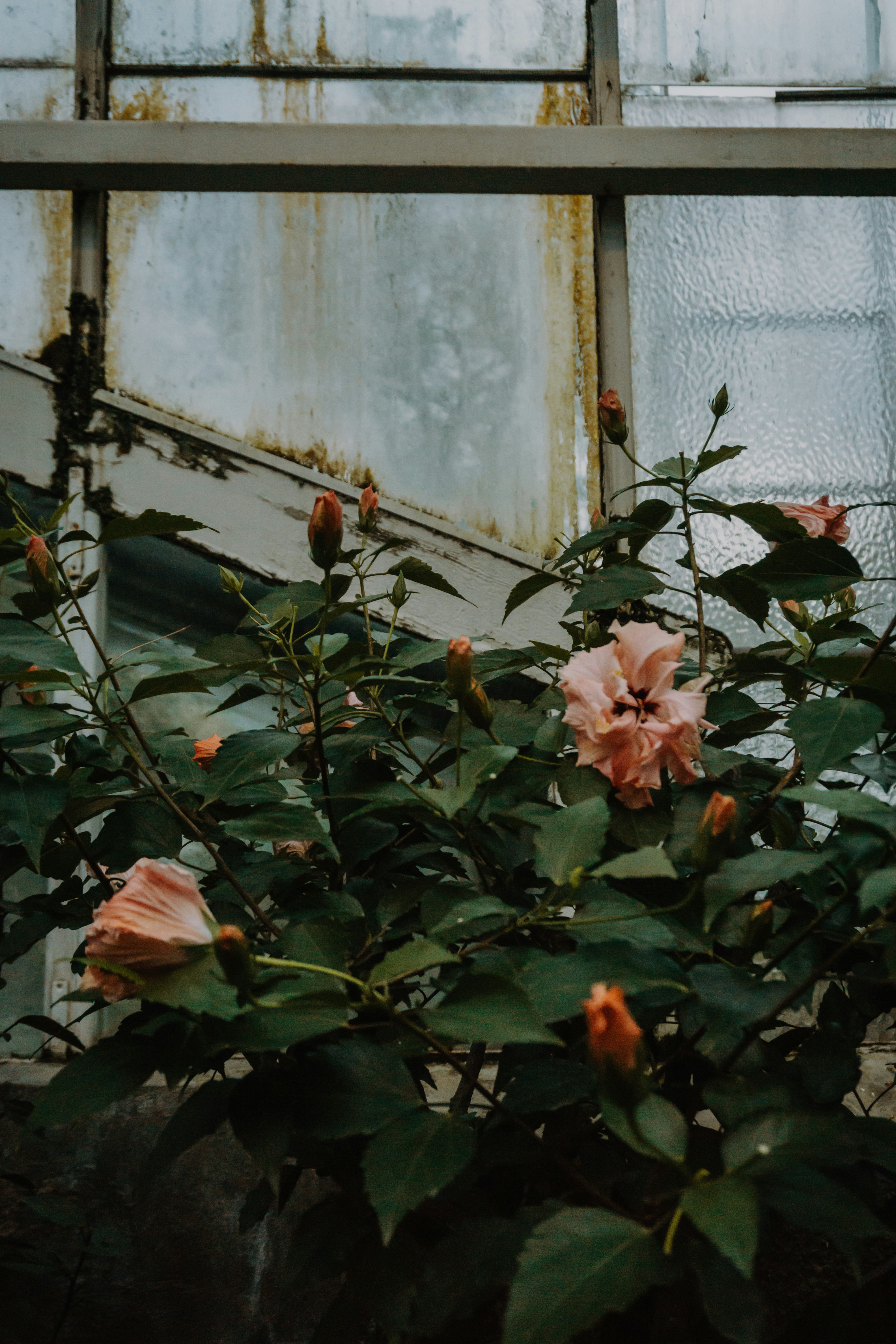 Pink Hibiscus by Old Glass Window