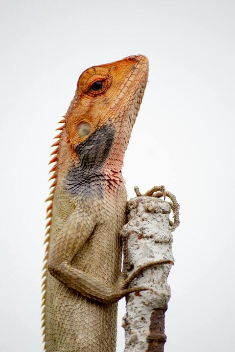 Image 93807 — Animal Encyclopedia