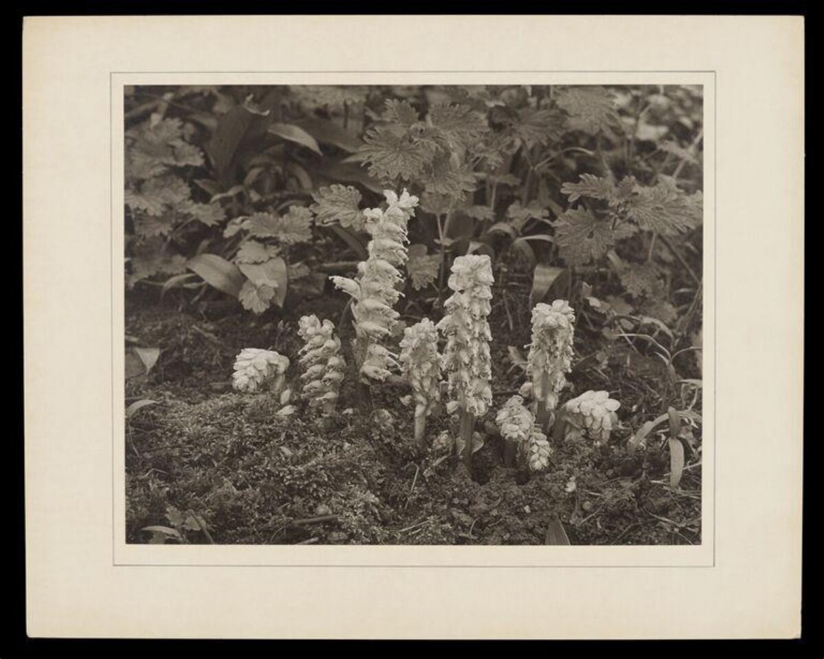 Vintage Photo of Wild Flower Spikes