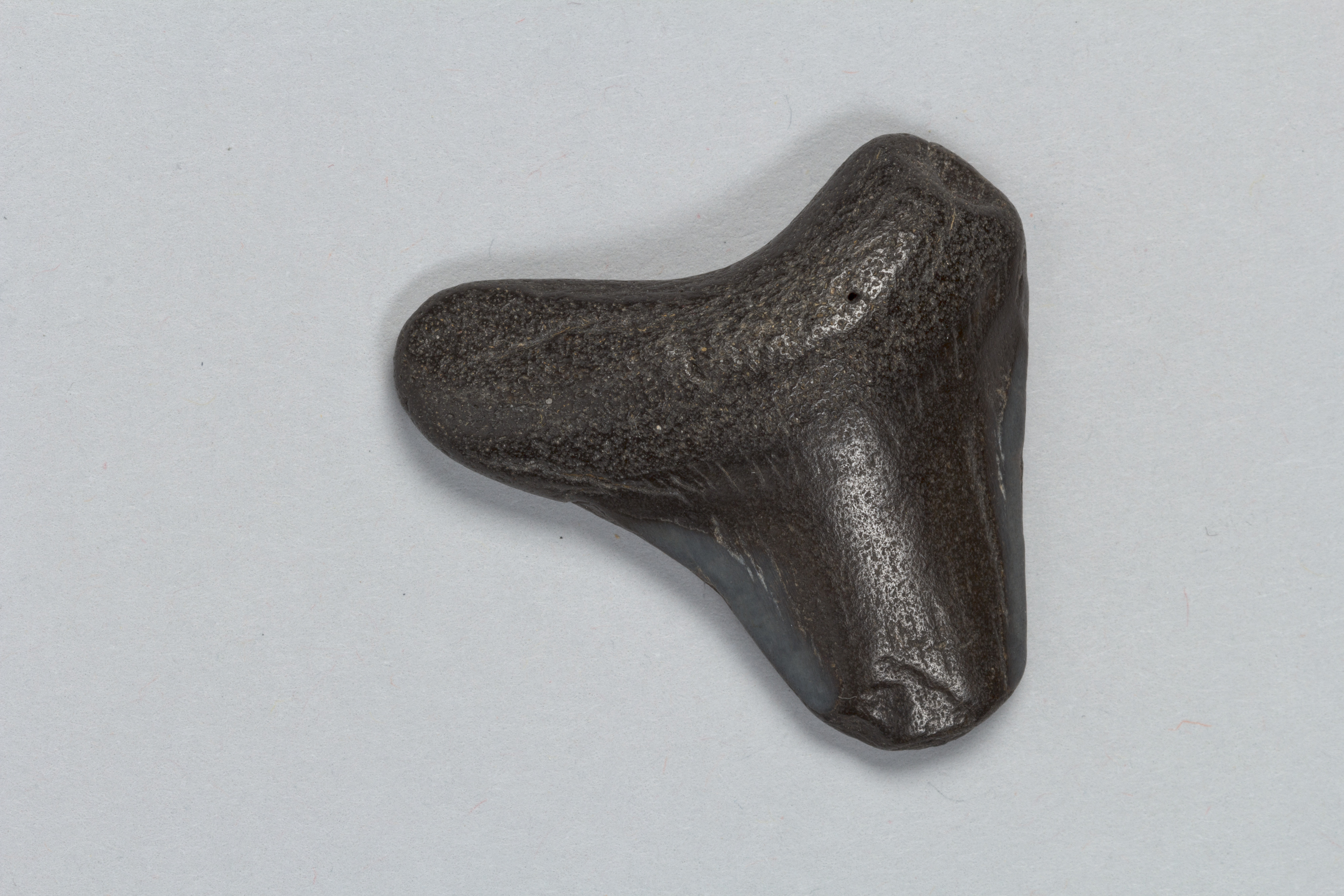 Dark Shark Tooth Fossil