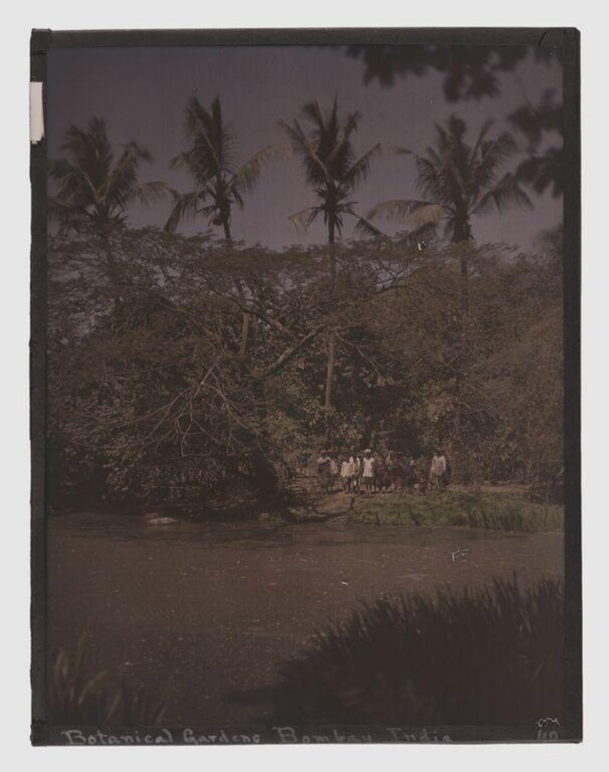 Bombay Botanical Gardens River View