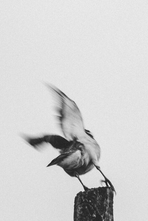Bird Taking Off From Stump