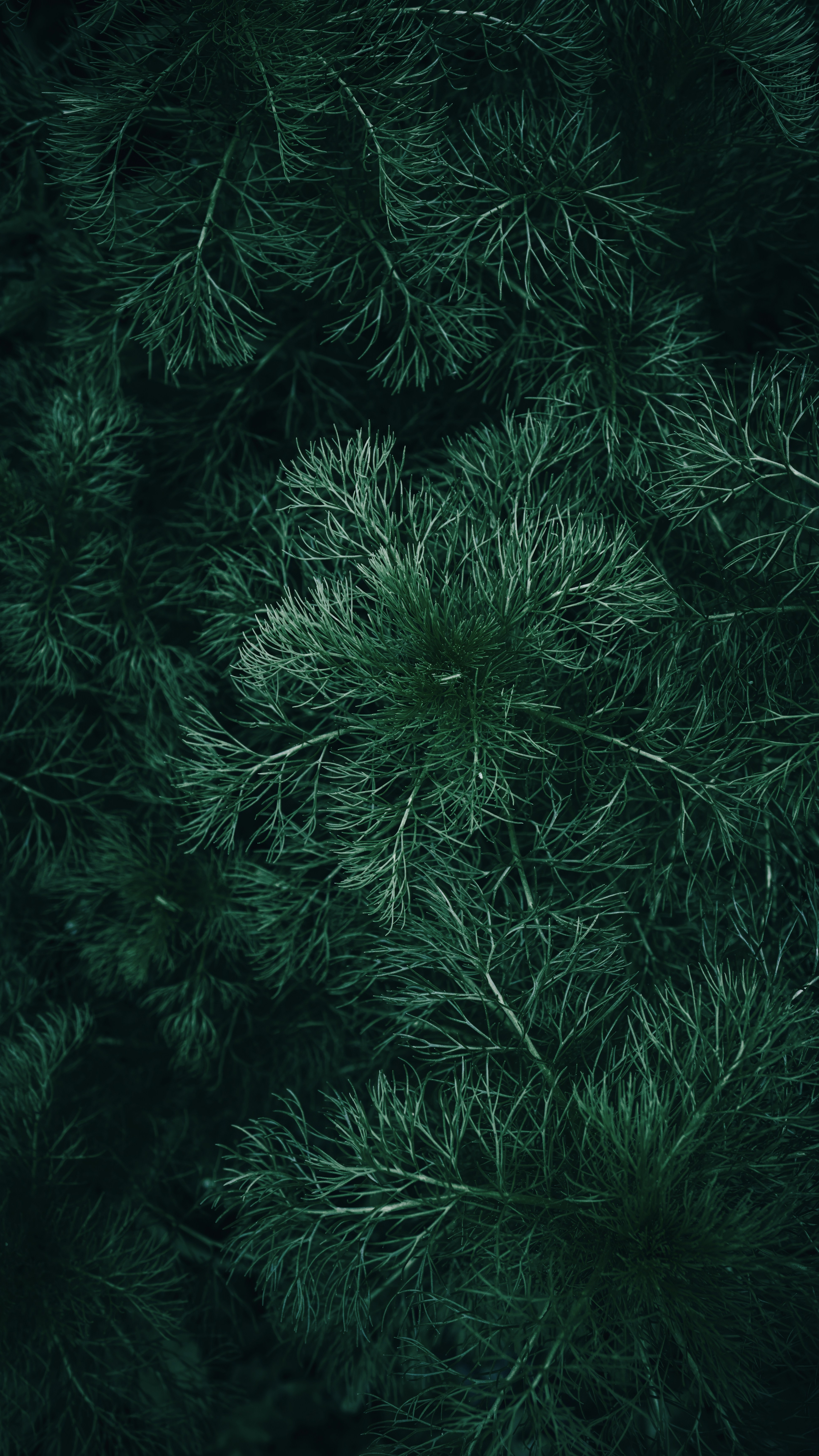 Forest & Flora