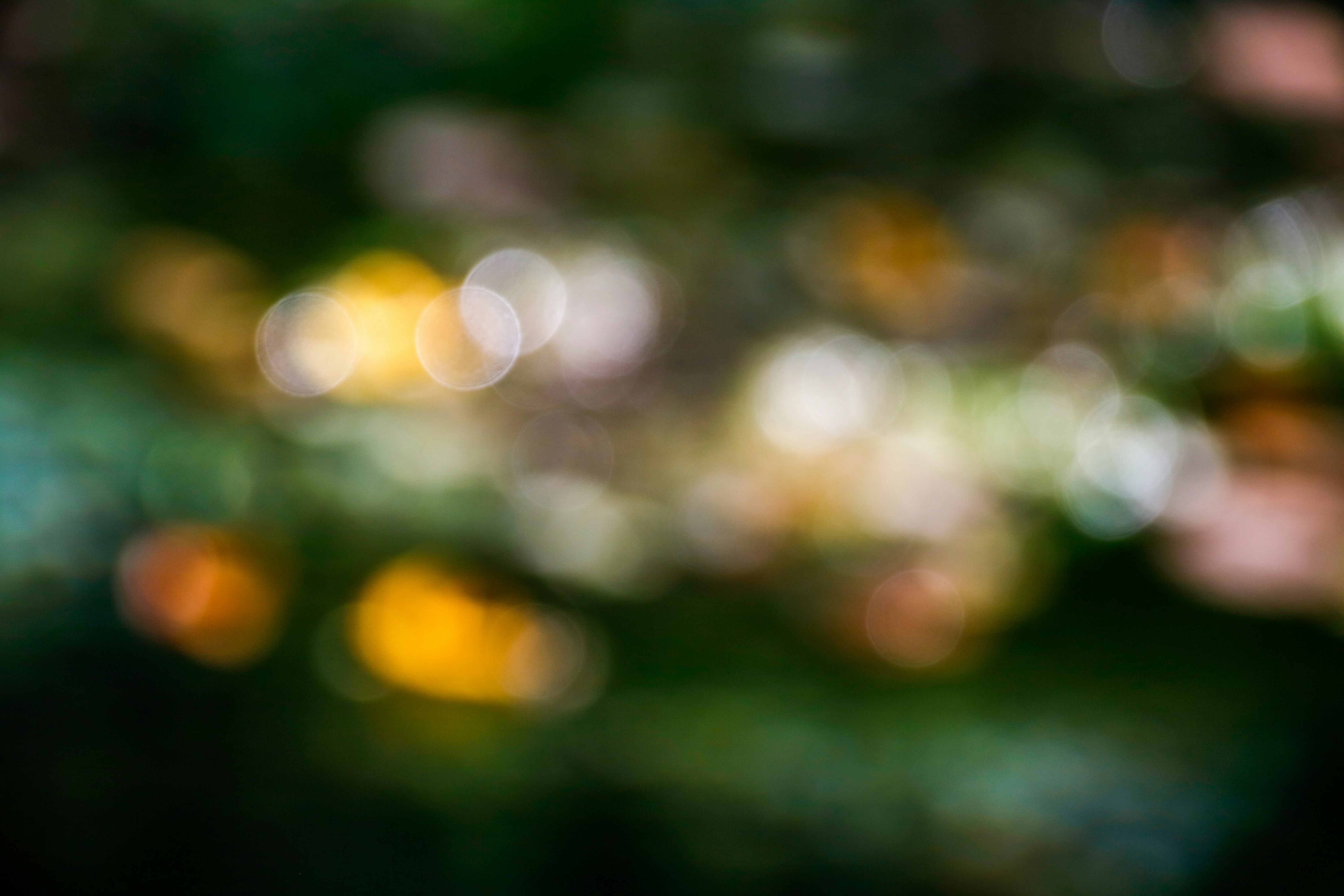 Sunlit Foliage Natural Bokeh — Abstract Backgrounds