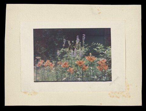 Garden Lily Flower Bed