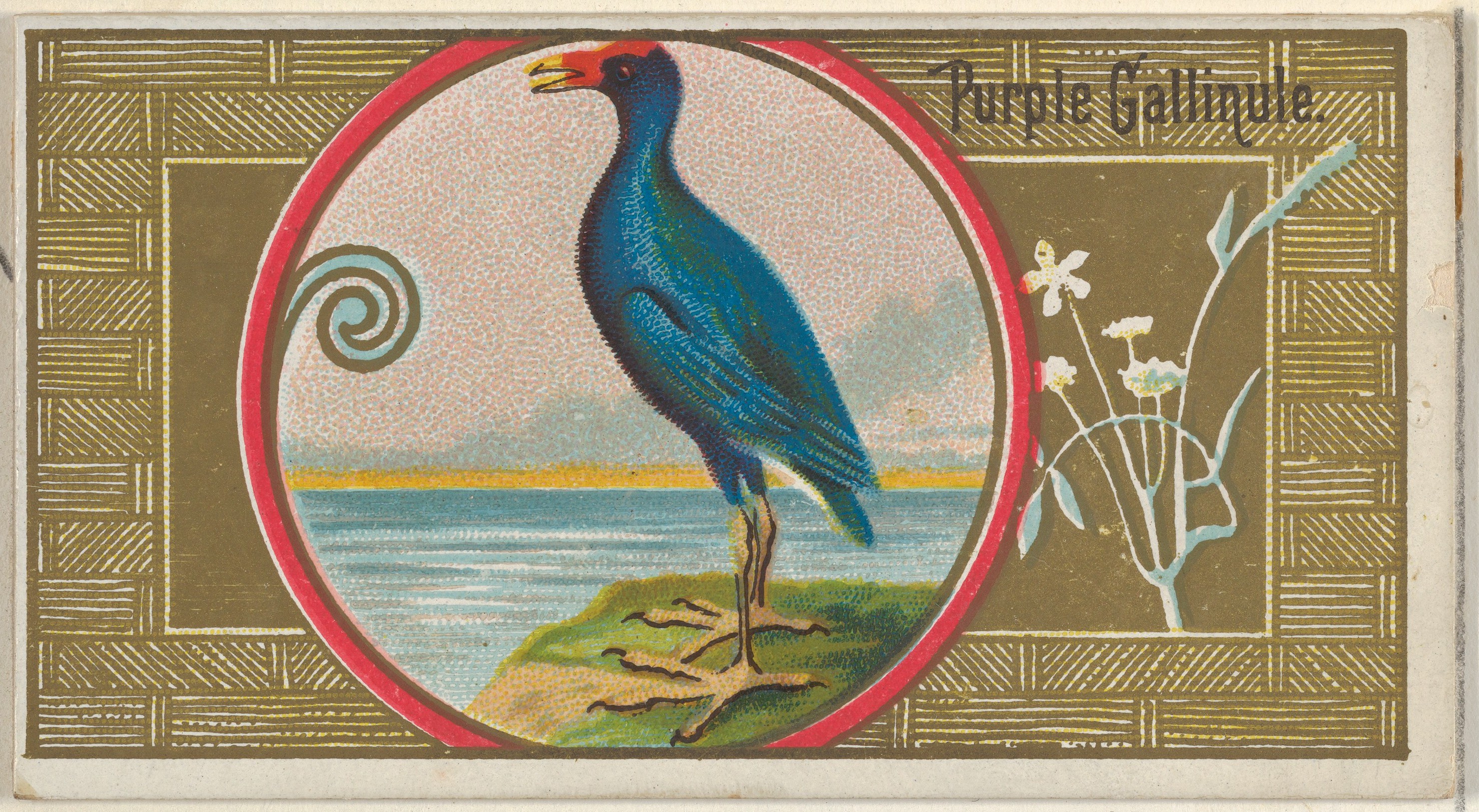 Vintage Illustration of Purple Gallinule