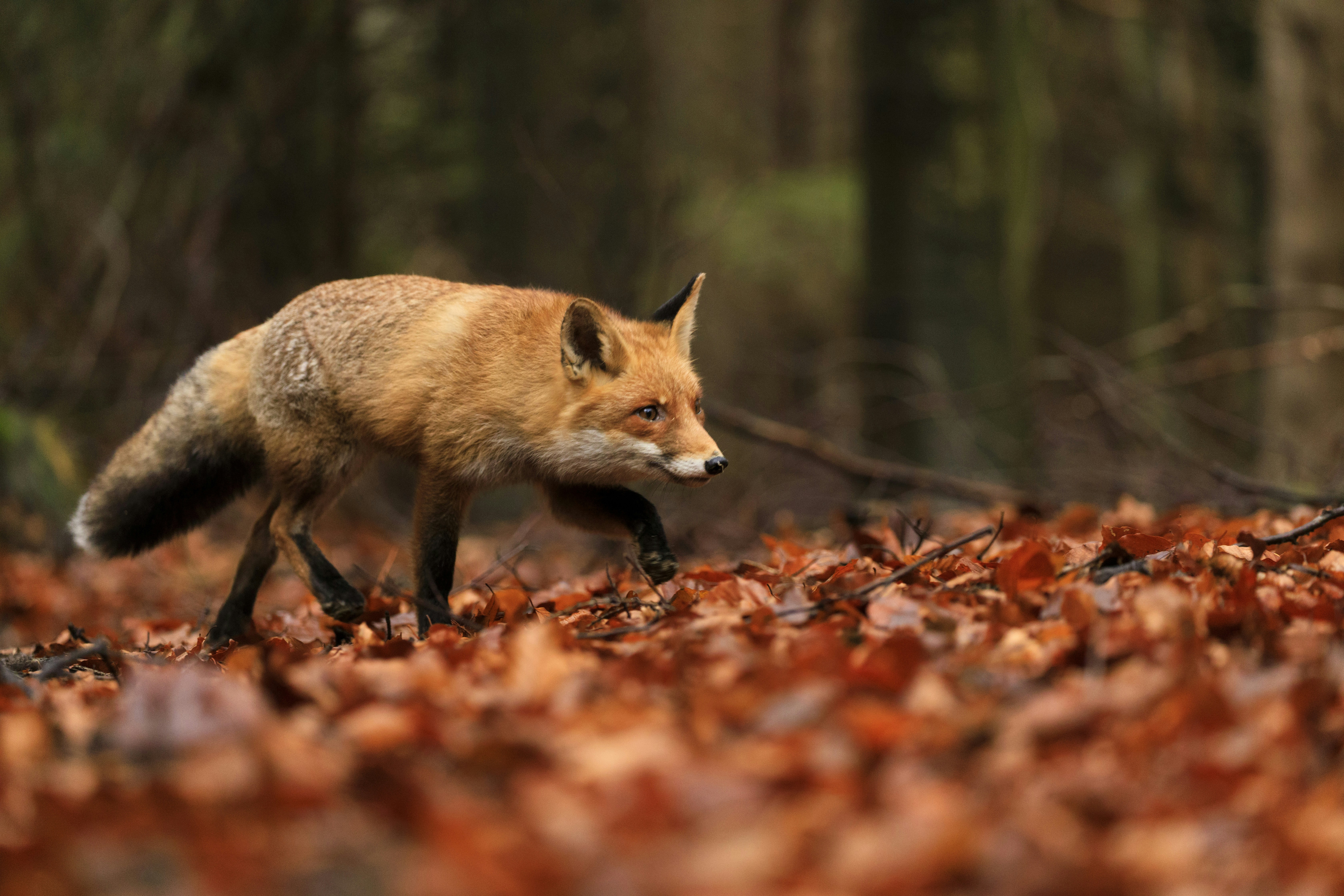 Red Fox Walking In Autumn Forest