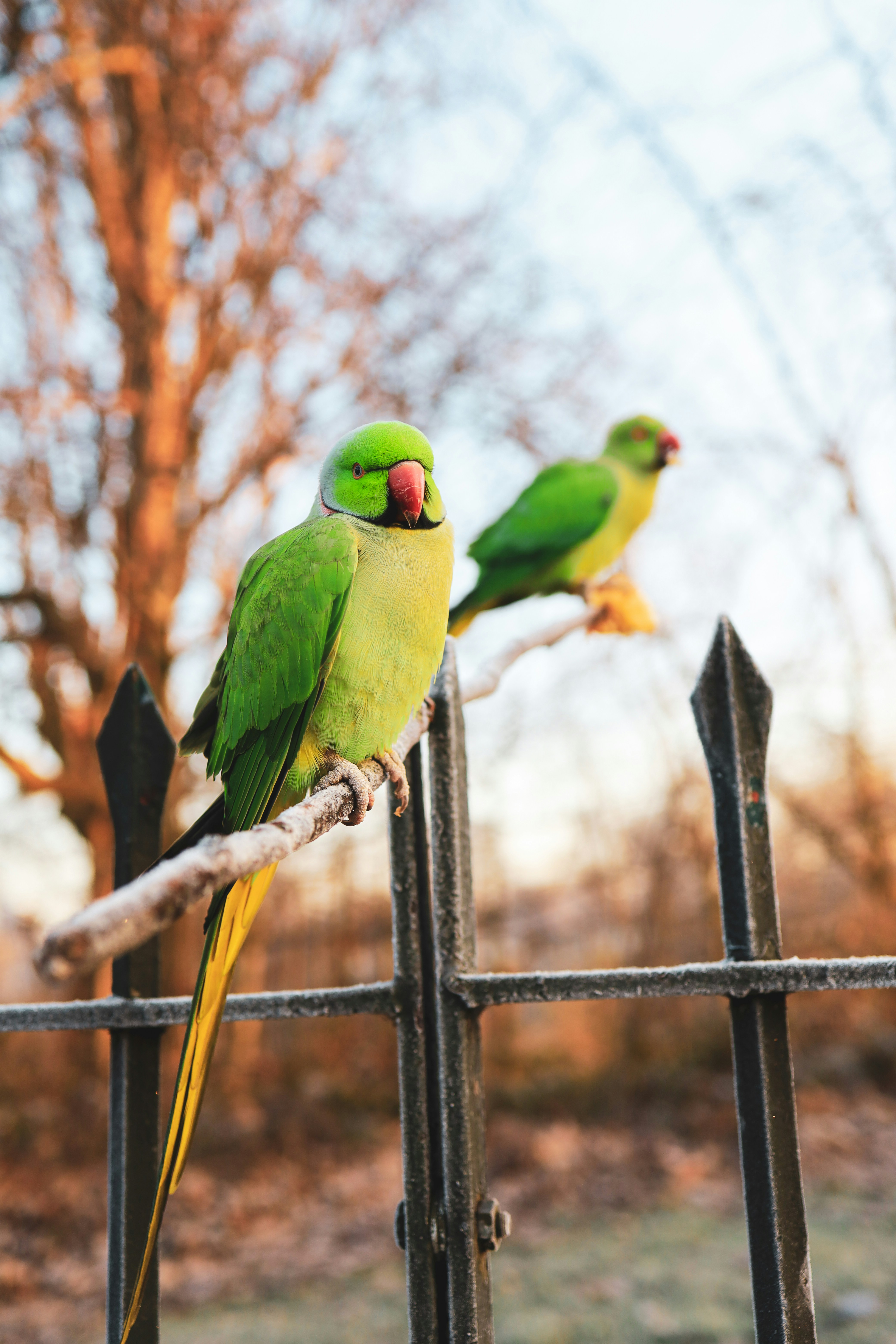 Two Green Parrots Perched on Fence