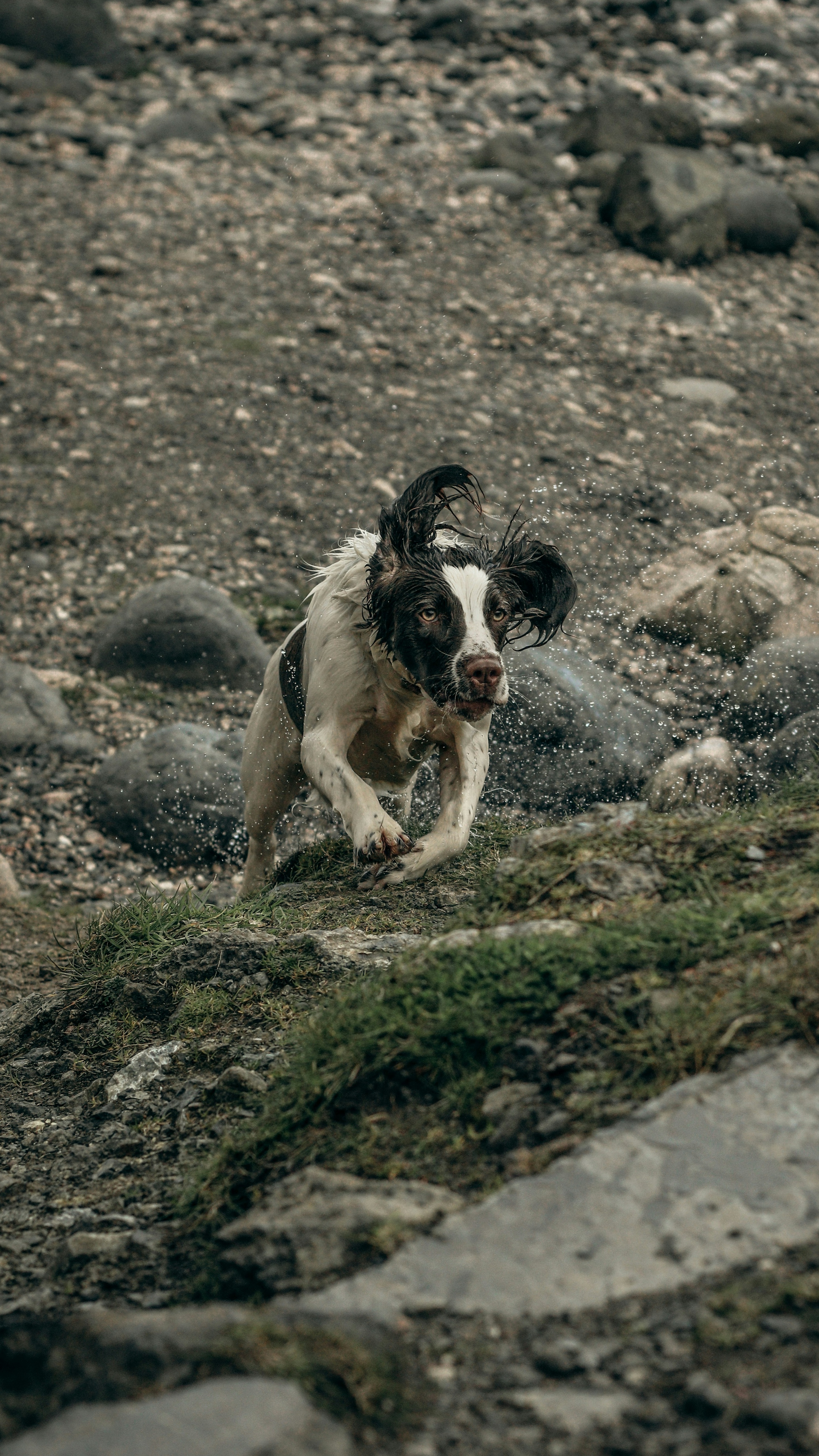 Wet Spaniel Running Up Rocky Slope