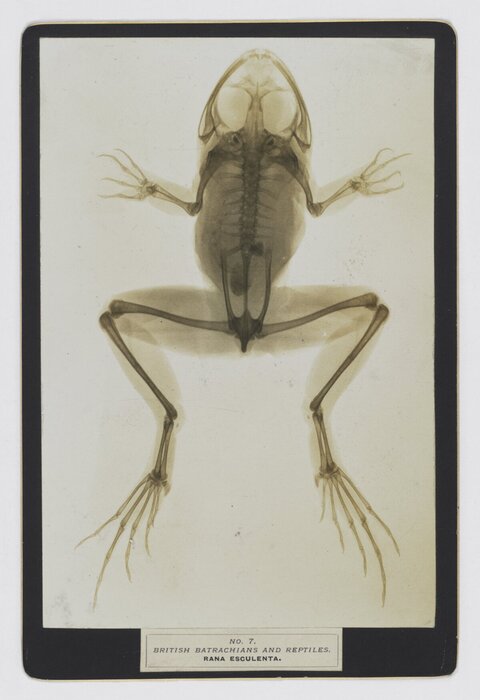 Early X-ray of Edible Frog Skeleton